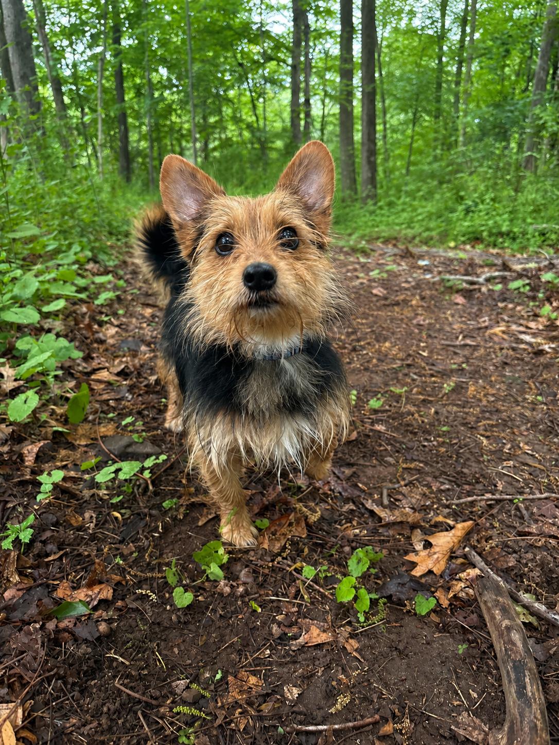Walker, adopted, Adult Male Yorkshire Terrier.