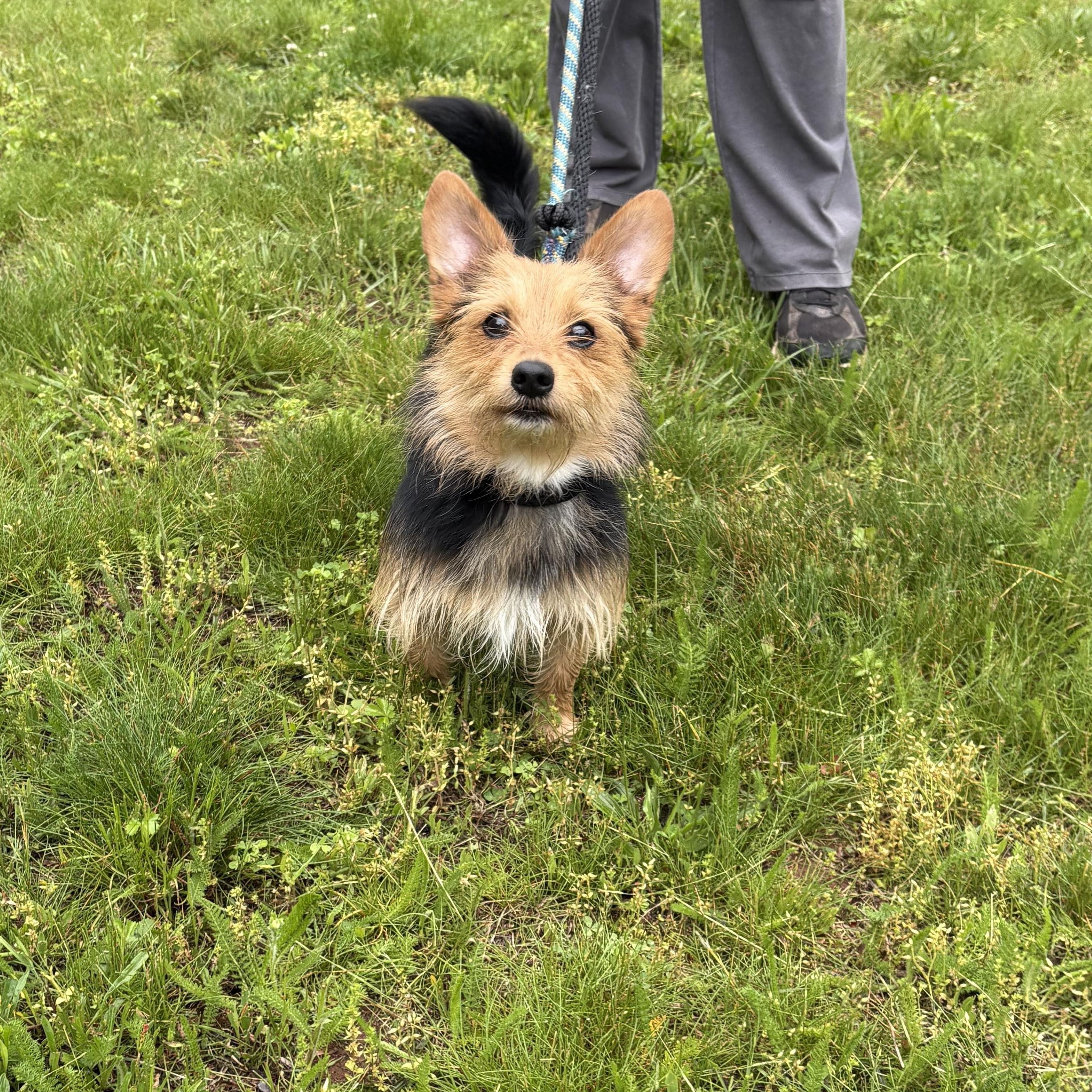 Walker, an adopted mixed breed in North Haven, CT image 4/4