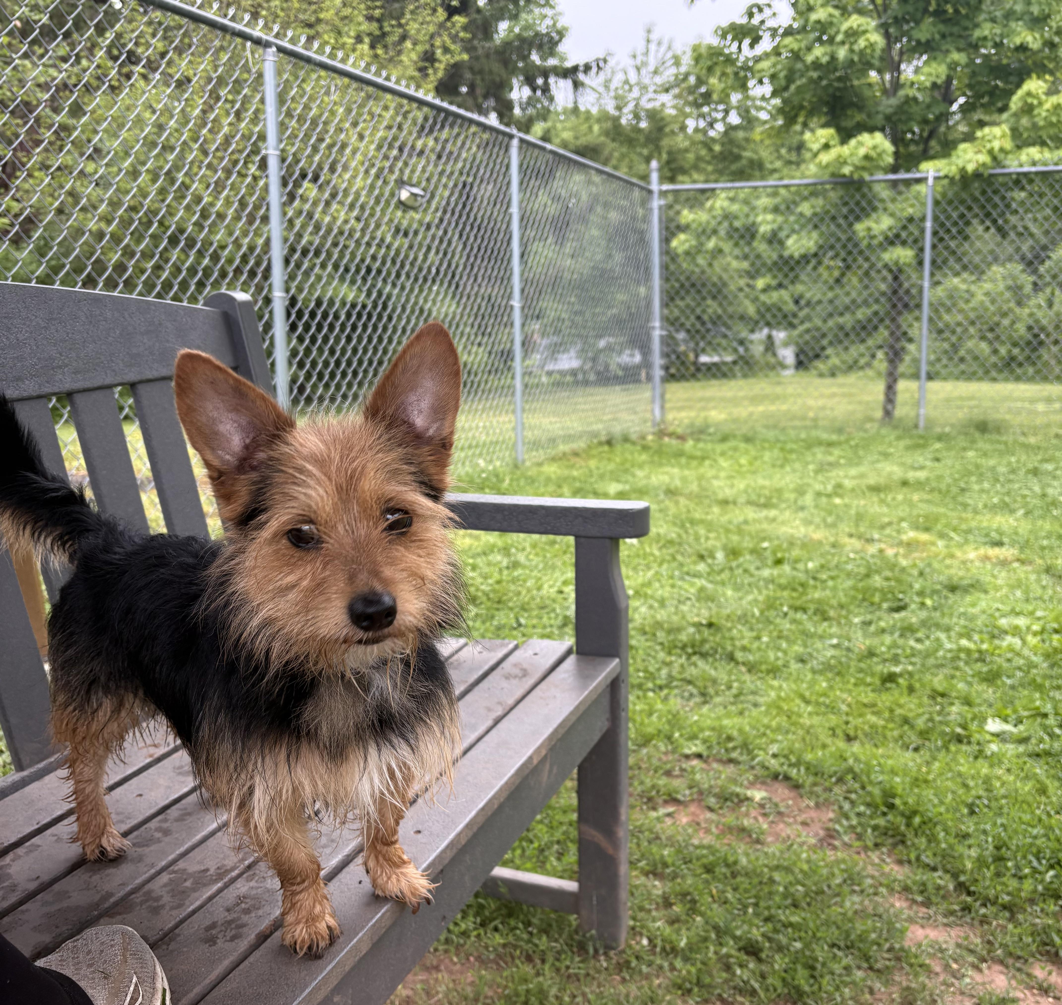 Walker, an adopted mixed breed in North Haven, CT image 2/4