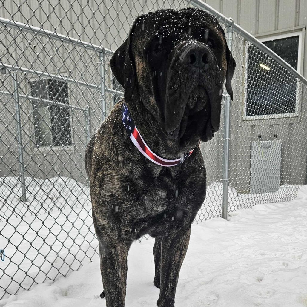 Enlarge Scooby, a Adoptable mixed breed in Dover, NH image 2/6