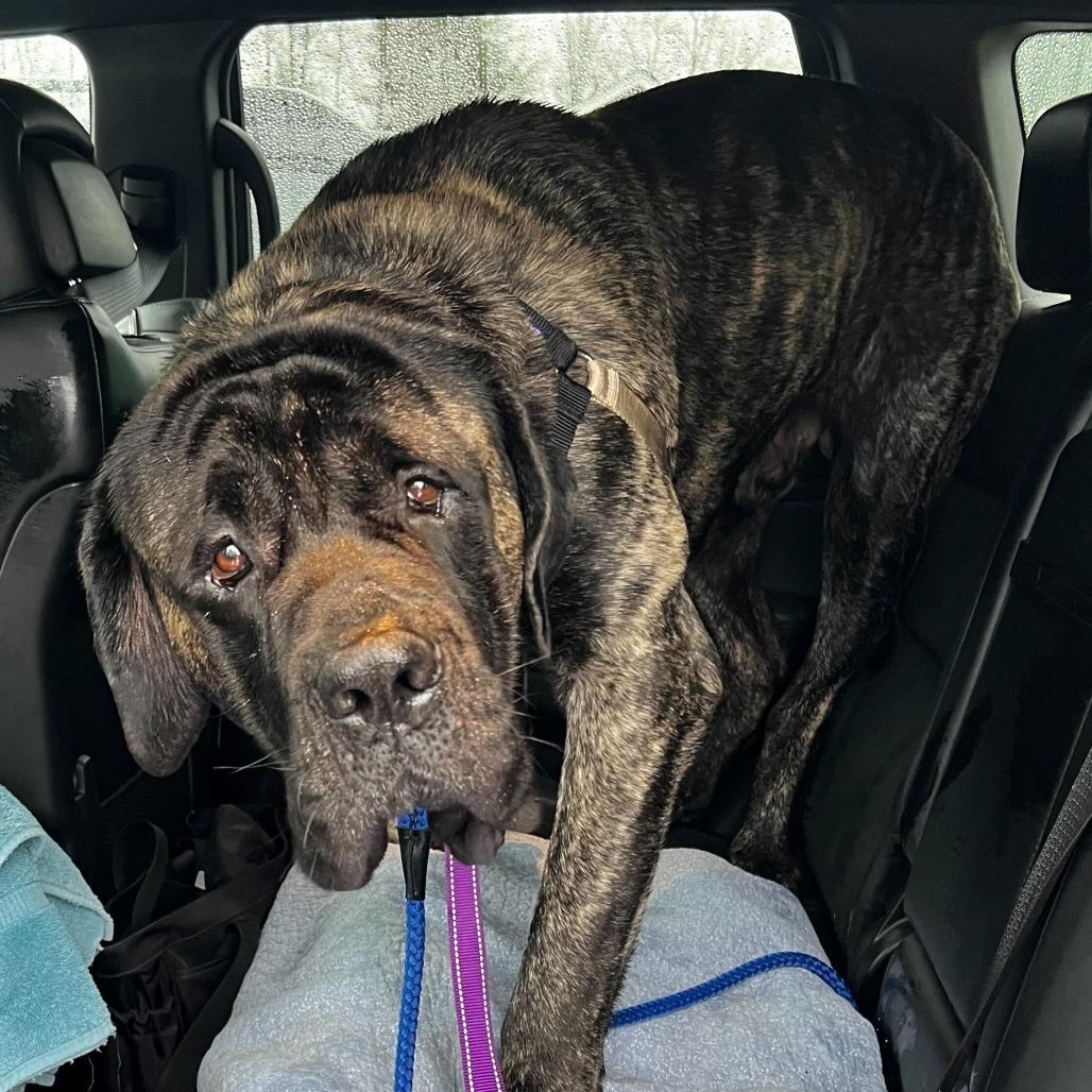 Enlarge Scooby, a Adoptable mixed breed in Dover, NH image 3/6