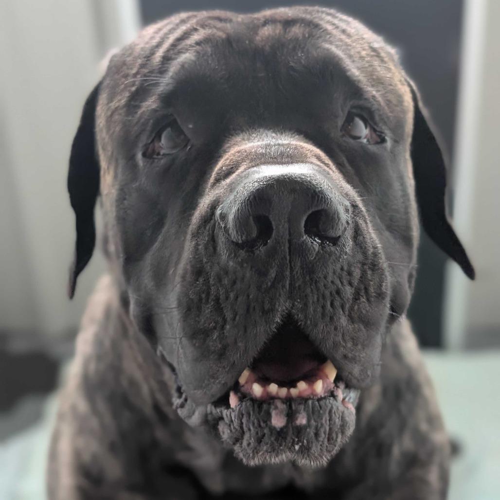 Enlarge Scooby, a Adoptable mixed breed in Dover, NH image 4/6