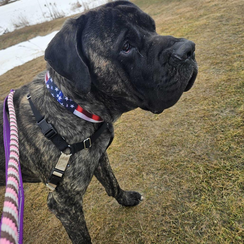 Enlarge Scooby, a Adoptable mixed breed in Dover, NH image 5/6