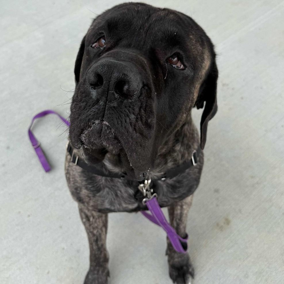 Enlarge Scooby, a Adoptable mixed breed in Dover, NH image 6/6