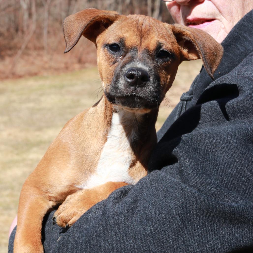 Enlarge CT Primrose, a Adoptable mixed breed in Eastford, CT image 2/4