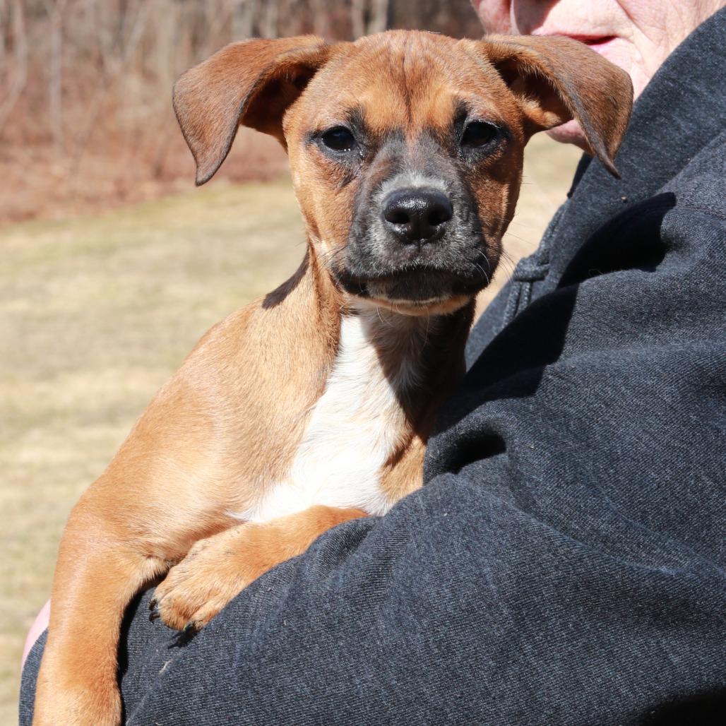 Enlarge CT Primrose, a Adoptable mixed breed in Eastford, CT image 4/4
