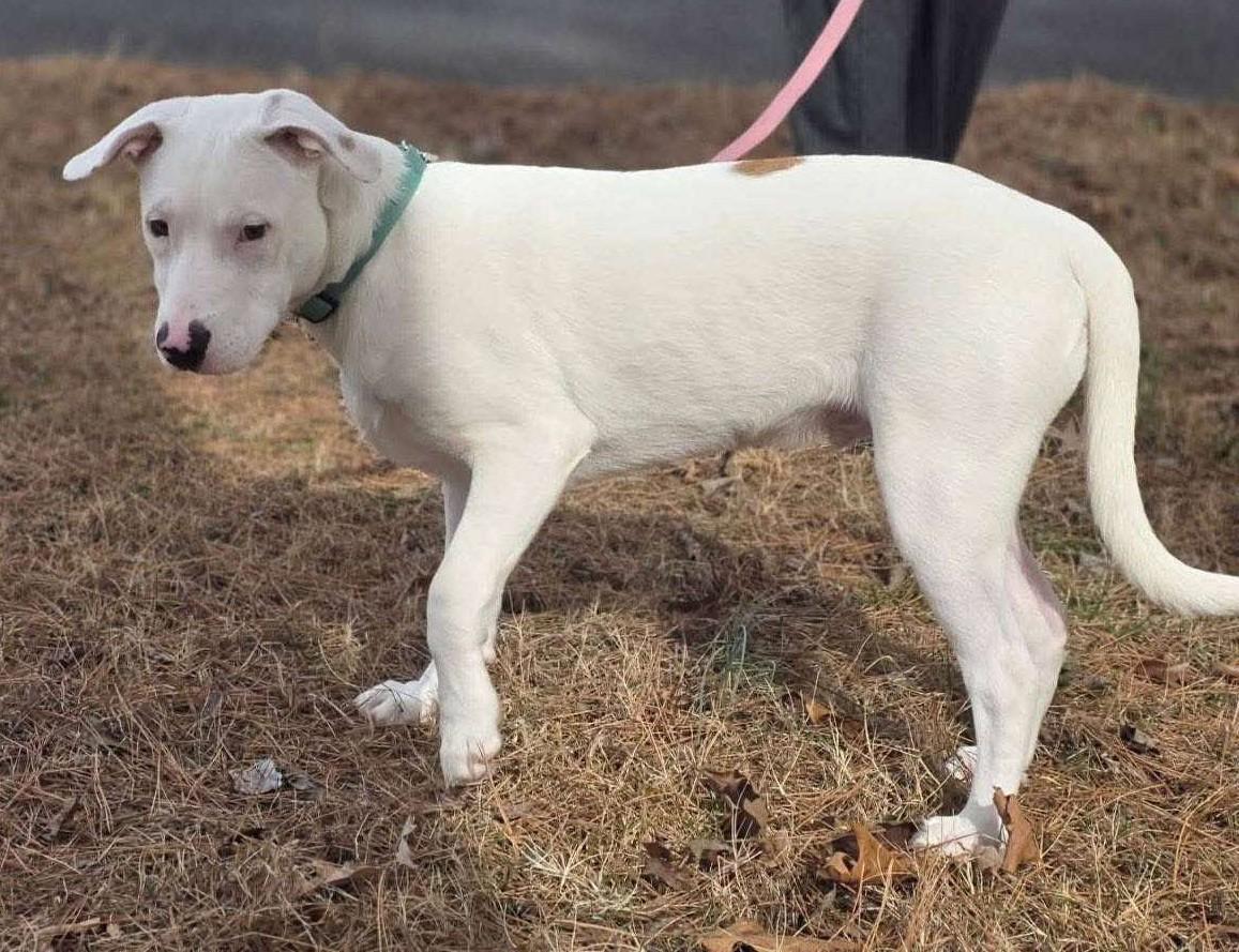 Enlarge Speckles, a ADOPTABLE Mixed Breed in Northwood, NH image 3/3