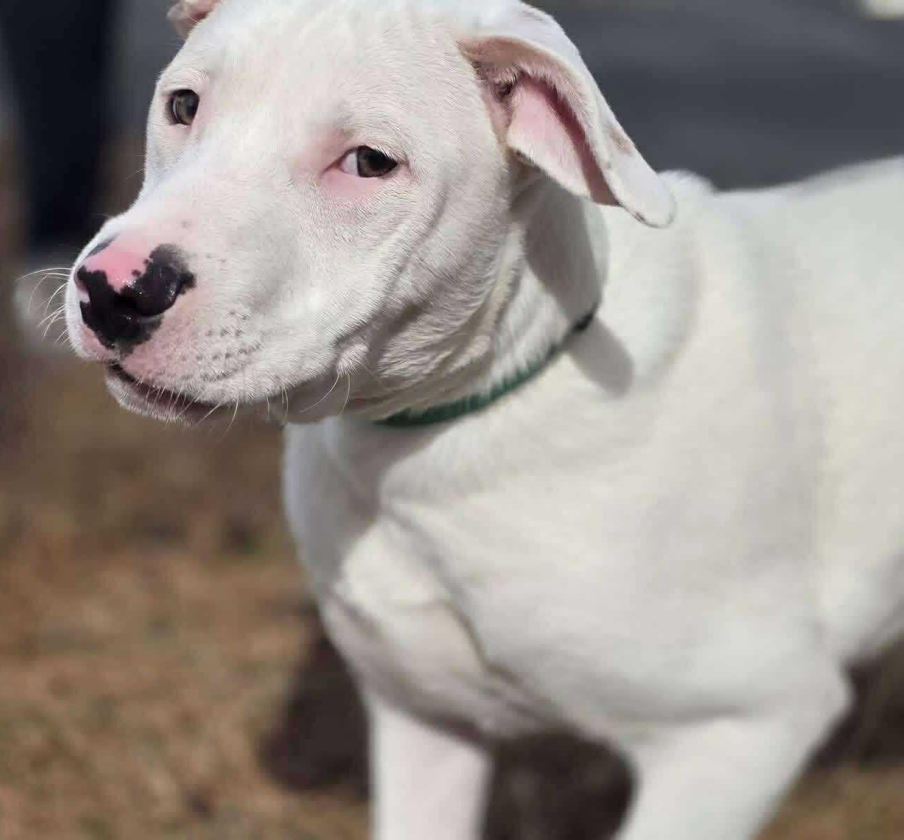 Enlarge Speckles, a ADOPTABLE Mixed Breed in Northwood, NH image 1/3