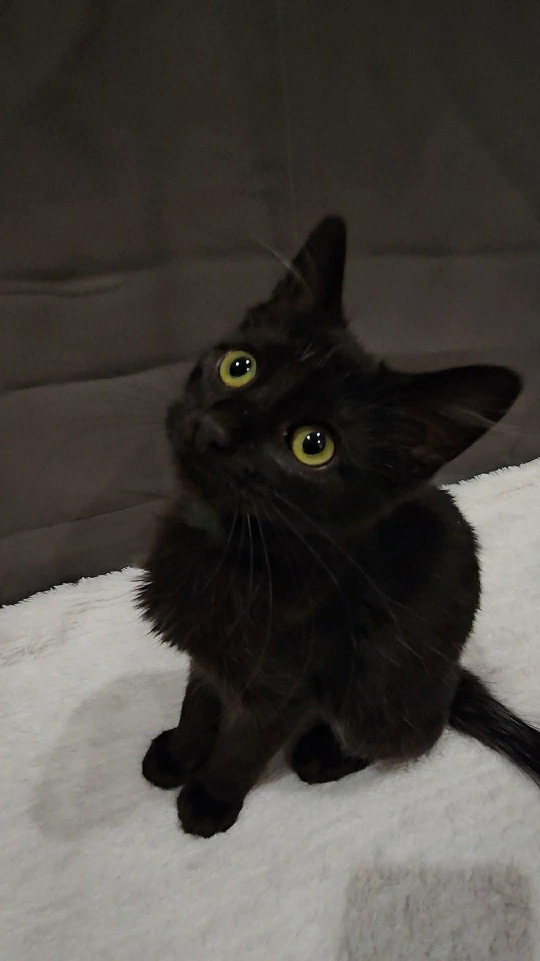 Gilly (Nicole-fostered in TN), a Adoptable mixed breed in Brooklyn, CT image 6/6