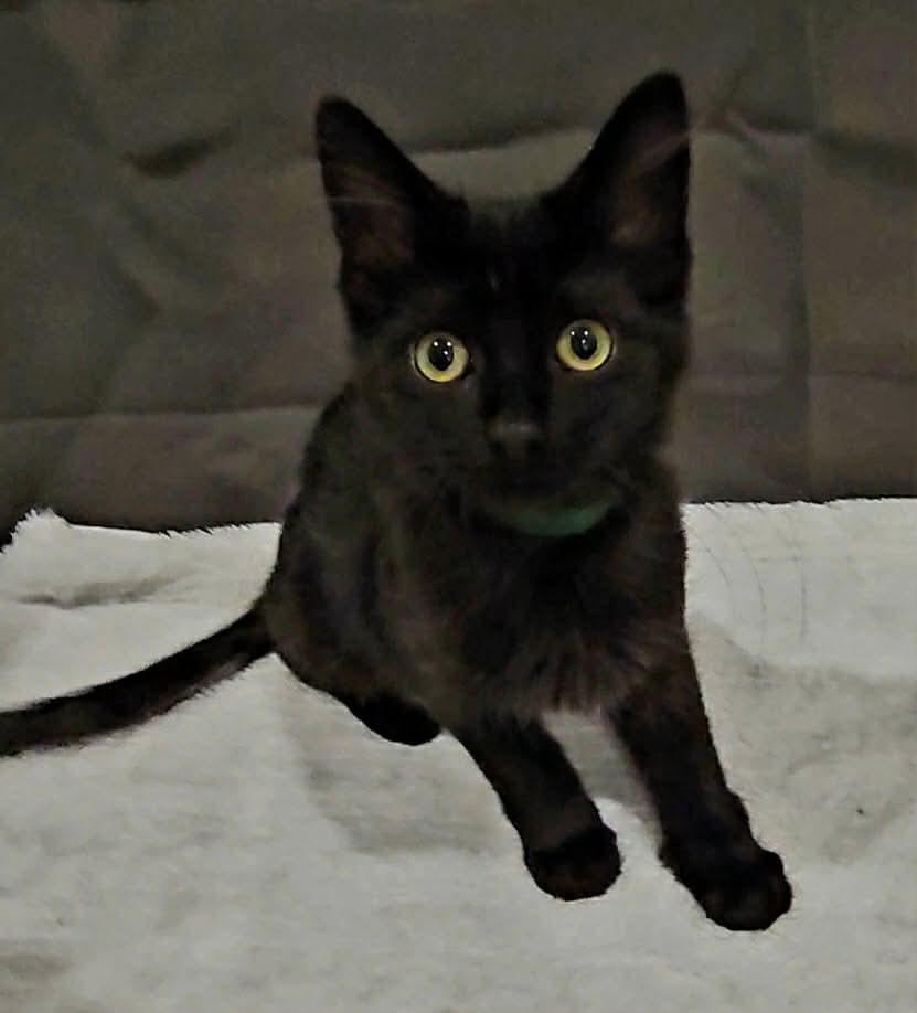 Gilly (Nicole-fostered in TN), a Adoptable mixed breed in Brooklyn, CT image 1/6