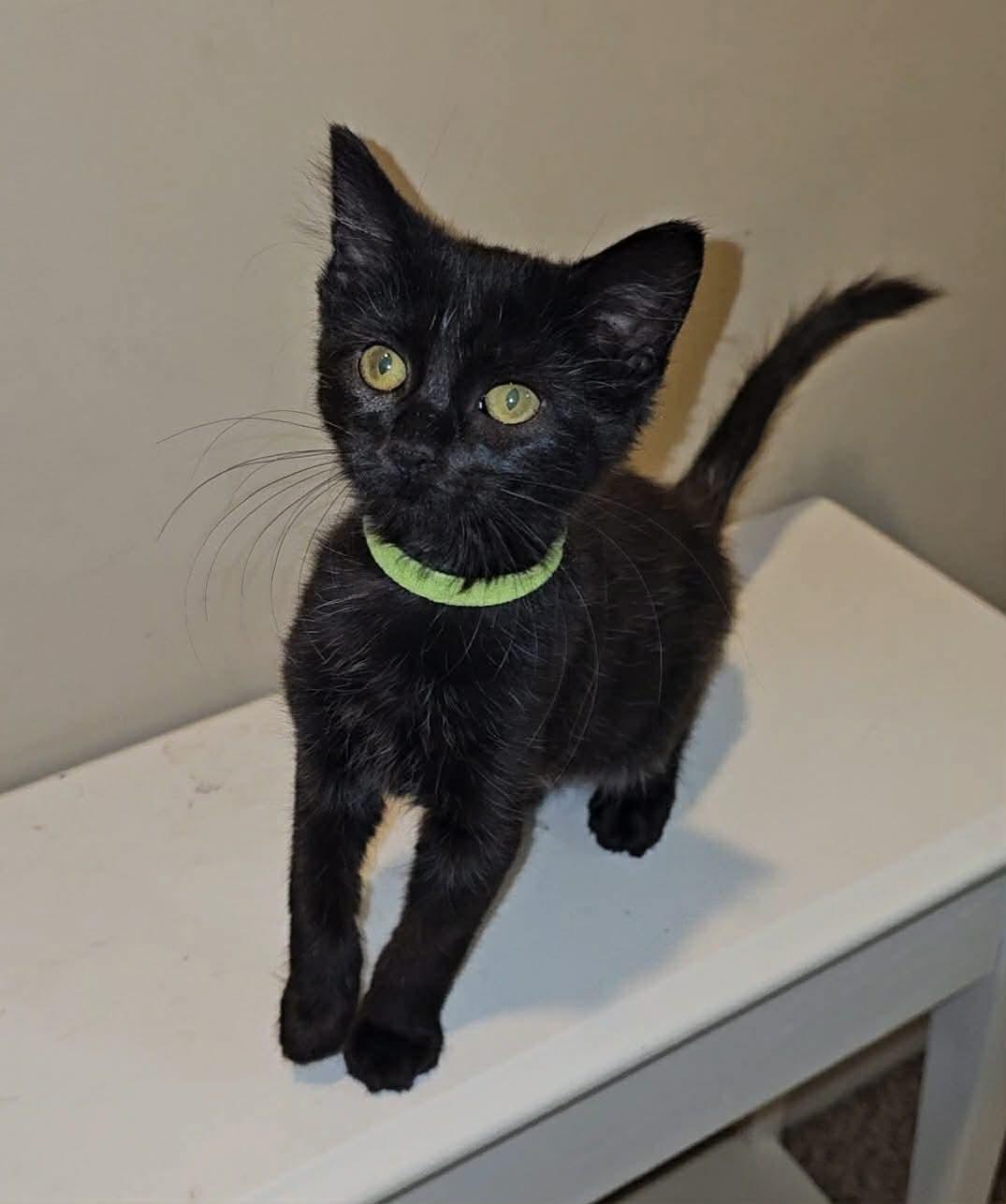Gilly (Nicole-fostered in TN), a Adoptable mixed breed in Brooklyn, CT image 2/6