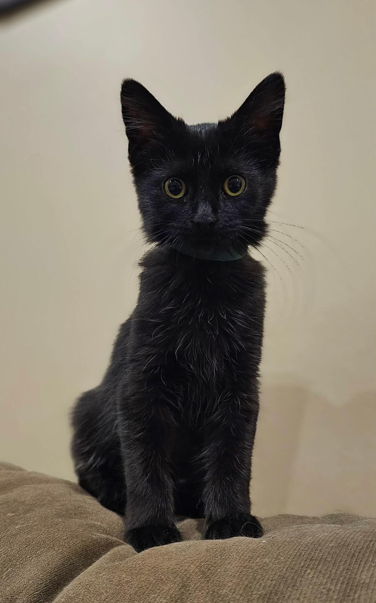 Gilly (Nicole-fostered in TN), a Adoptable mixed breed in Brooklyn, CT image 5/6