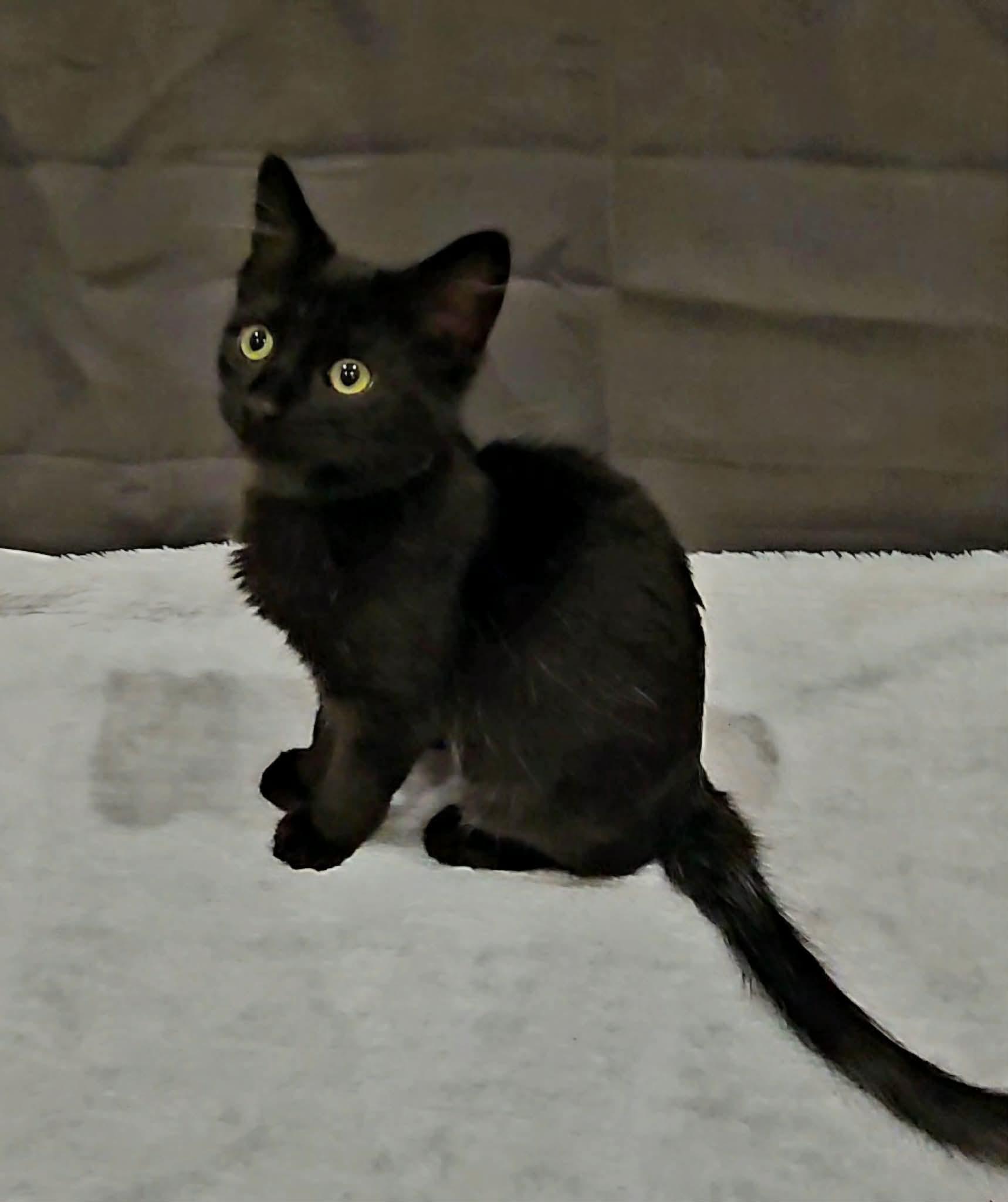 Gilly (Nicole-fostered in TN), a Adoptable mixed breed in Brooklyn, CT image 4/6