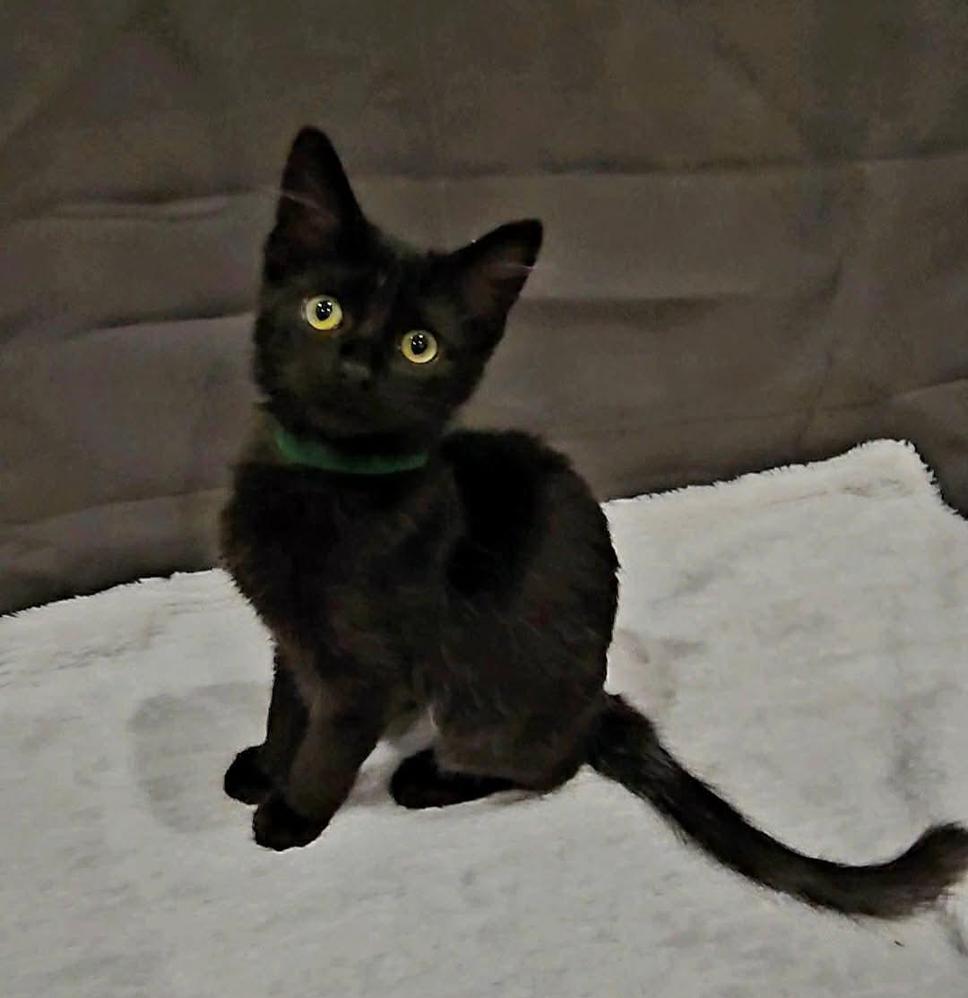 Gilly (Nicole-fostered in TN), a Adoptable mixed breed in Brooklyn, CT image 3/6