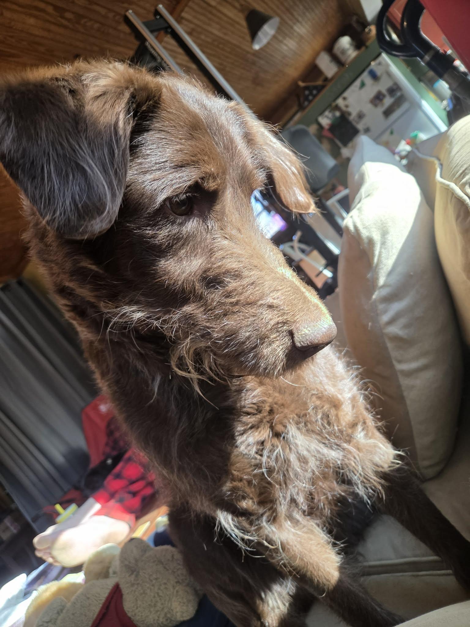 Bailey, Adoptable, Adult Female German Wirehaired Pointer.