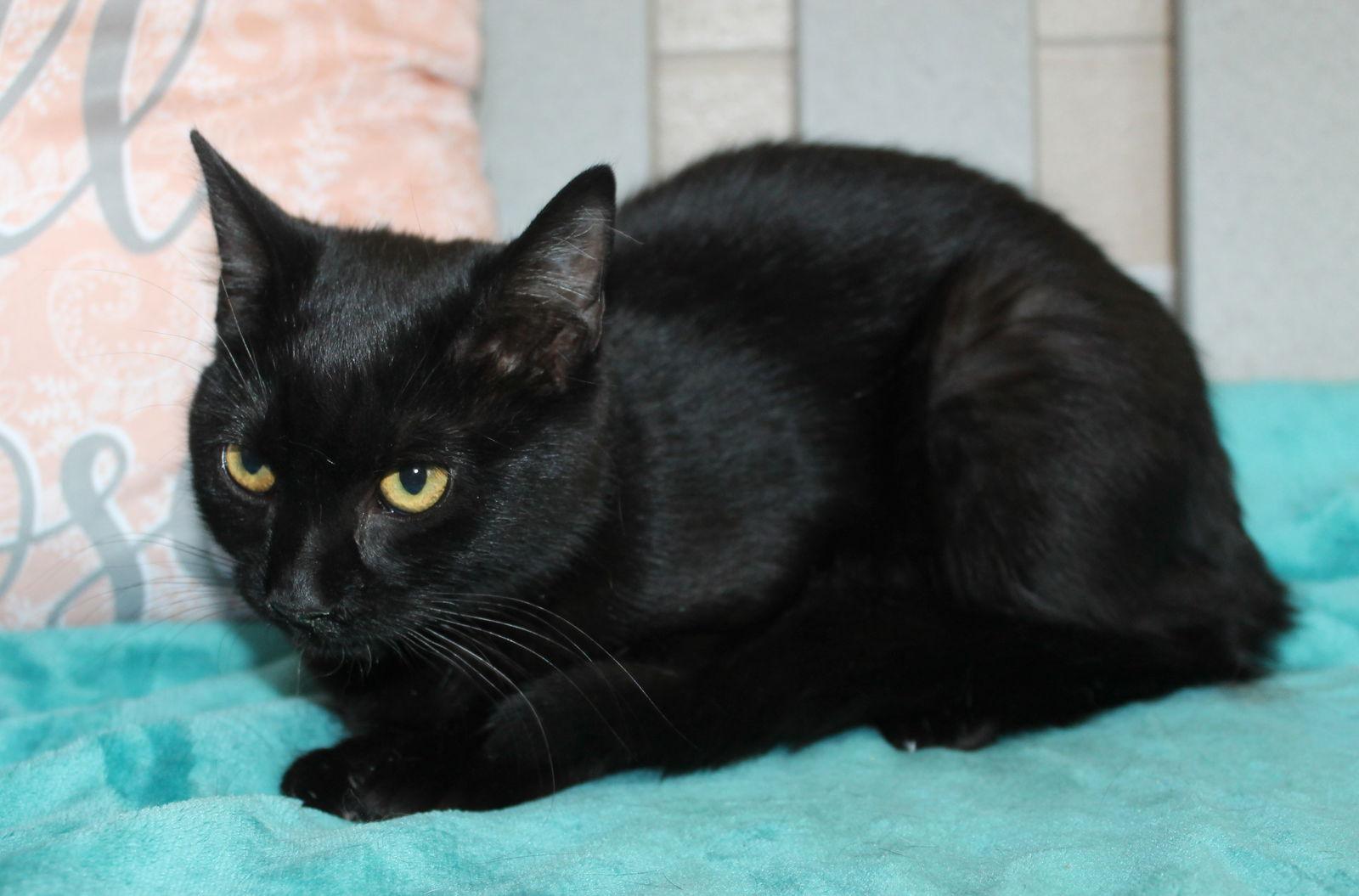 Rogue - 42668, Adoptable, Young Female Domestic Short Hair.