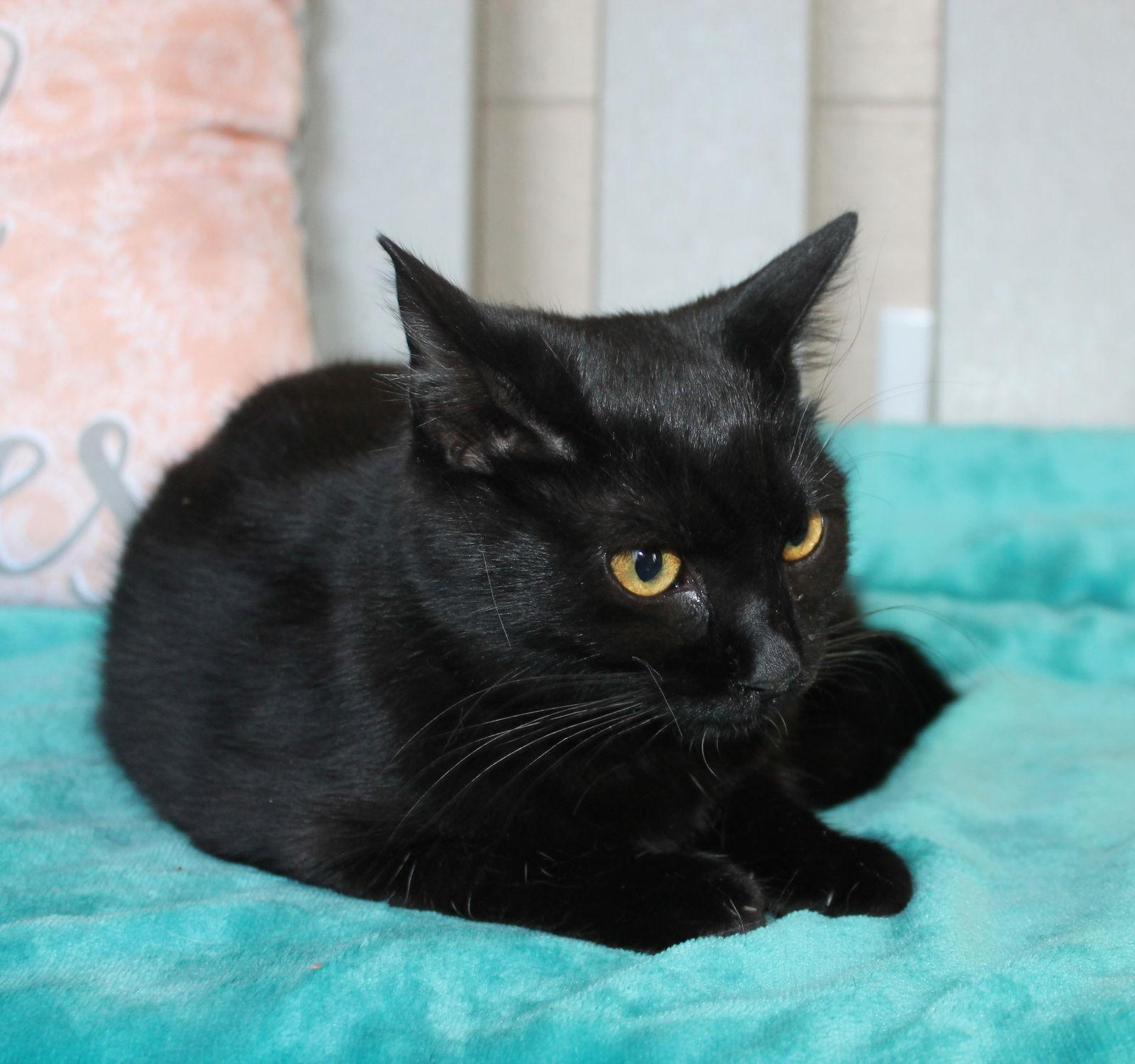 Enlarge Rogue - 42668, a Adoptable Domestic Short Hair in Prattville, AL image 2/3
