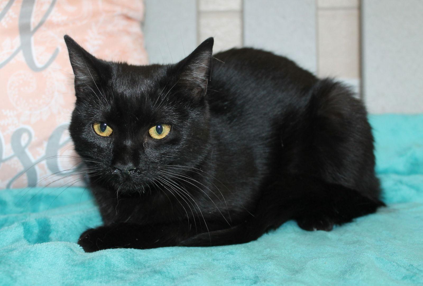 Enlarge Rogue - 42668, a Adoptable Domestic Short Hair in Prattville, AL image 3/3