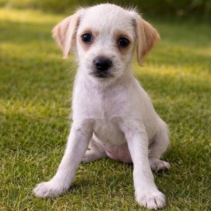Maisie, adopted, Puppy Female Terrier.