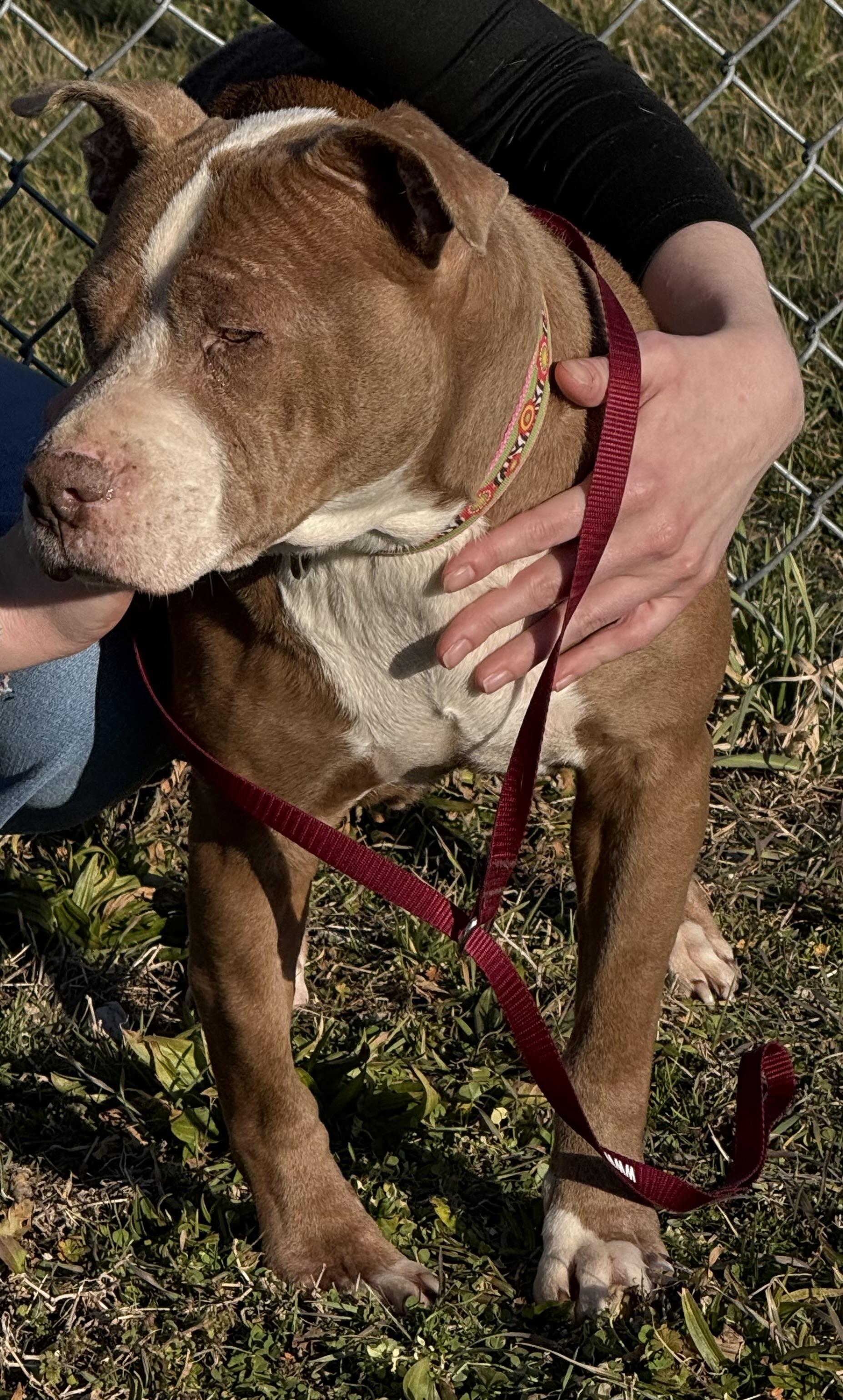 Enlarge Nutmeg, a ADOPTABLE Pit Bull Terrier in Lewisburg, TN image 3/3