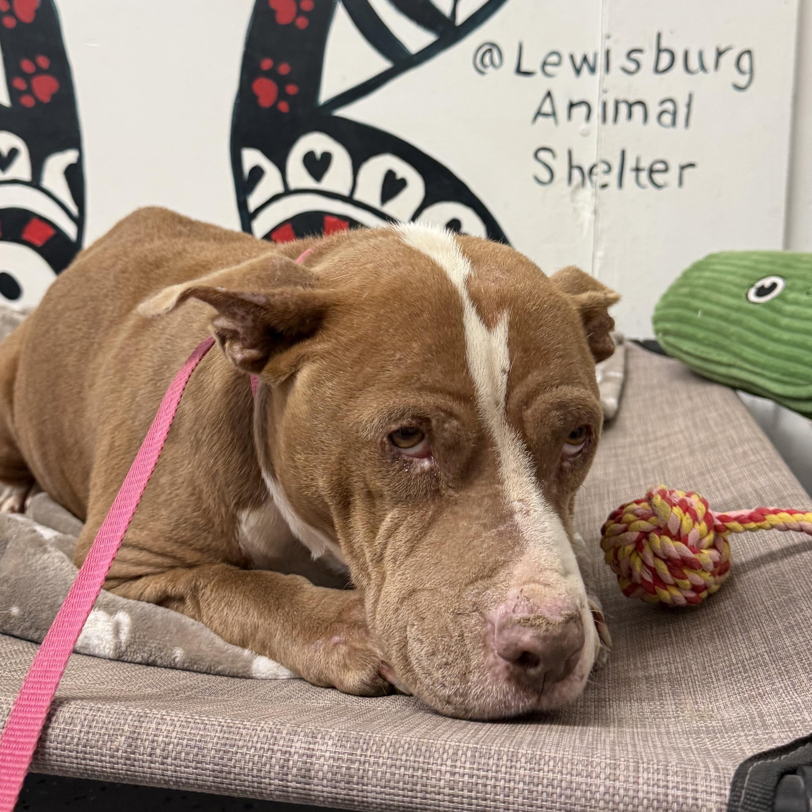 Enlarge Nutmeg, a ADOPTABLE Pit Bull Terrier in Lewisburg, TN image 2/3