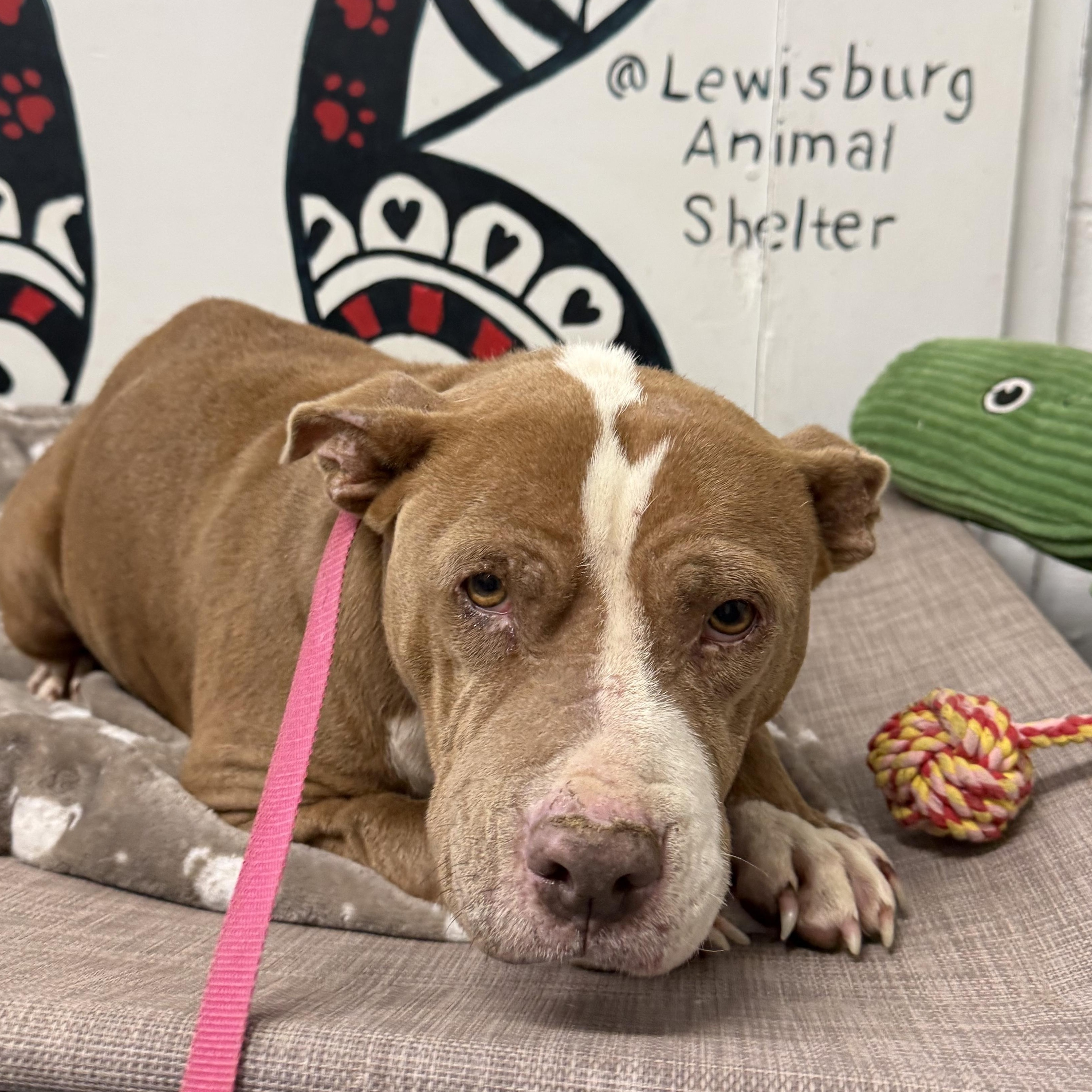 Enlarge Nutmeg, a ADOPTABLE Pit Bull Terrier in Lewisburg, TN image 1/3