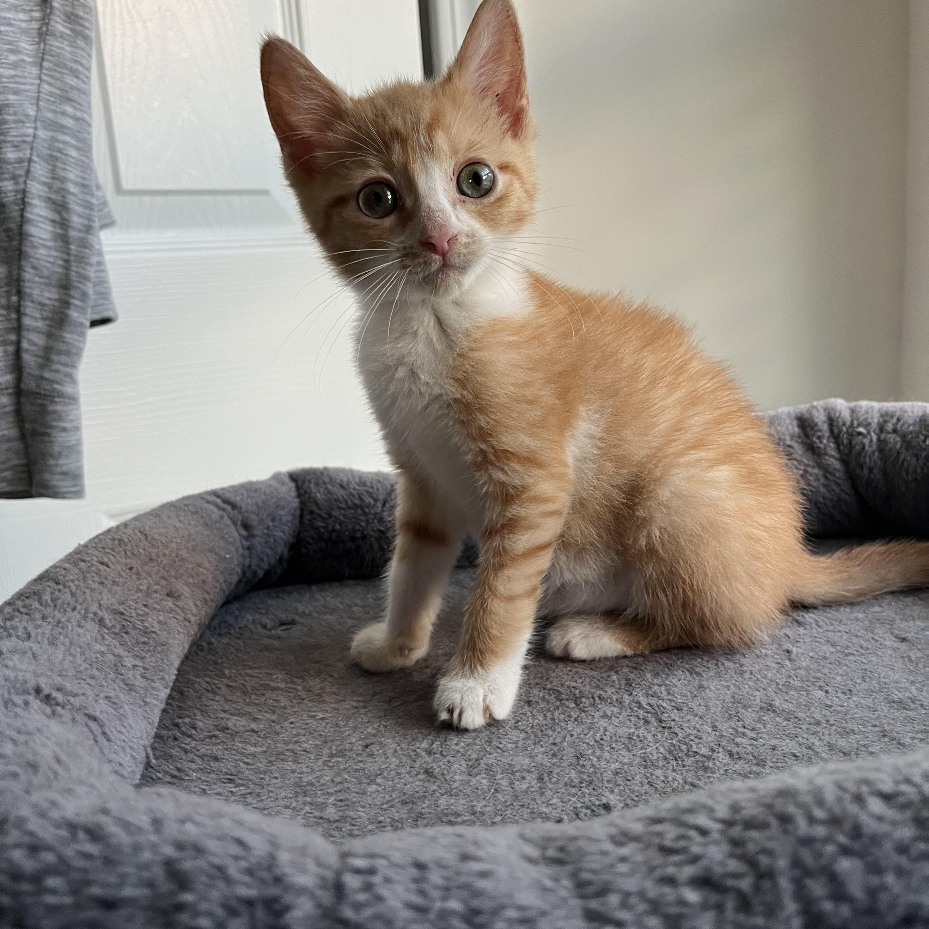 Butterscotch, Baby Male Tabby