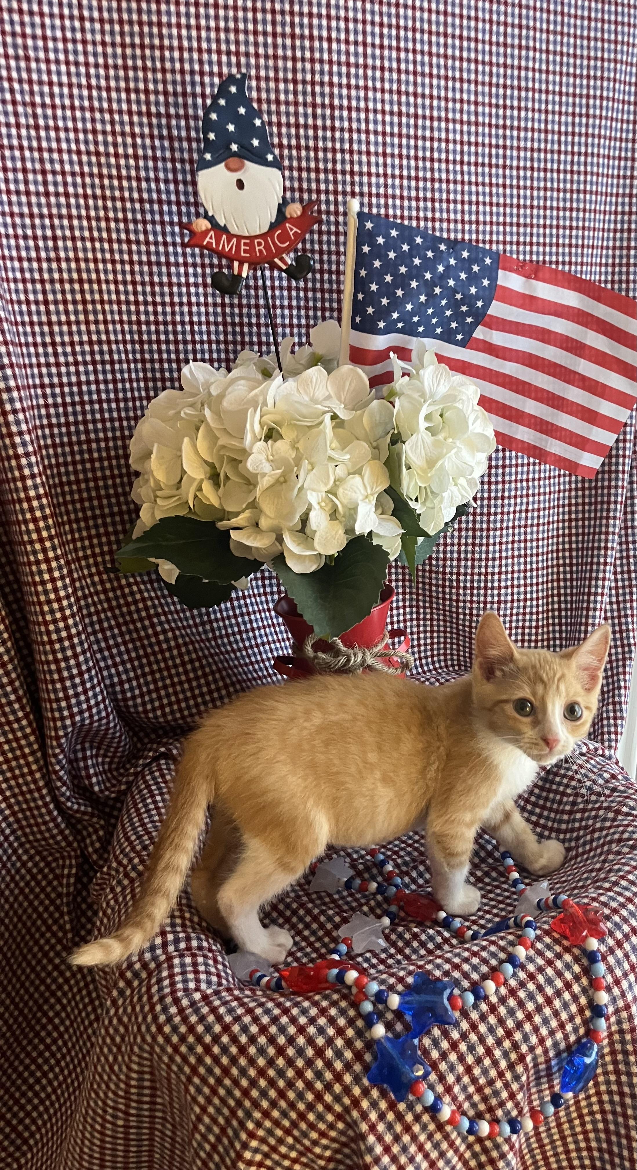 Butterscotch photo 2