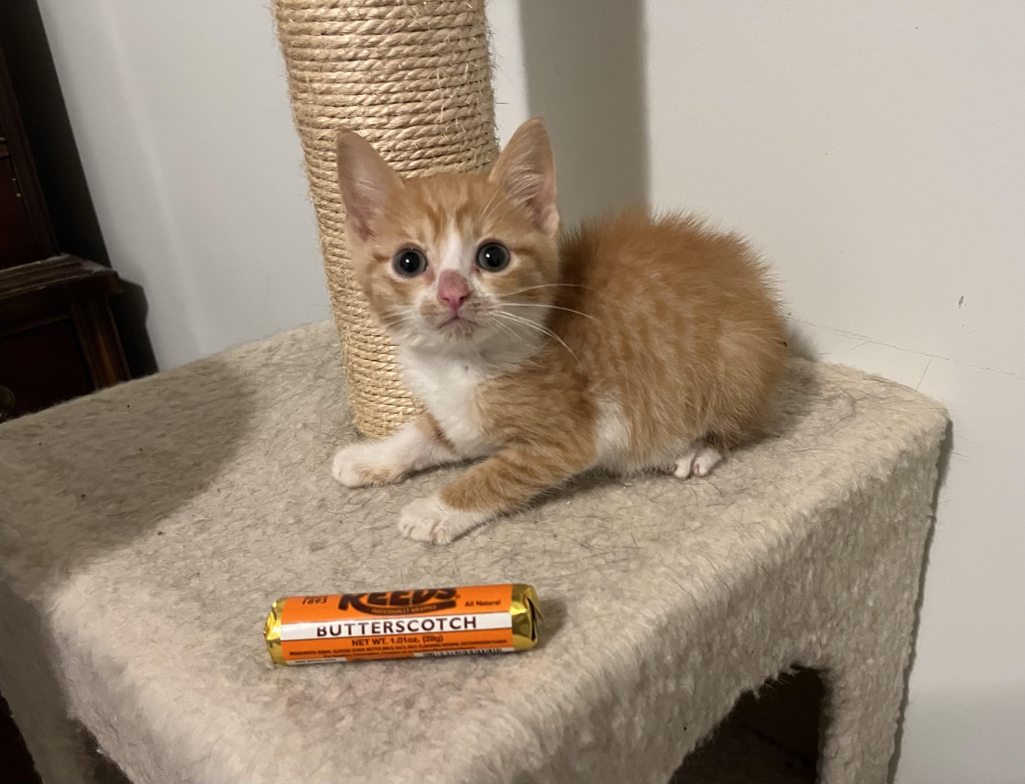 Butterscotch photo 4