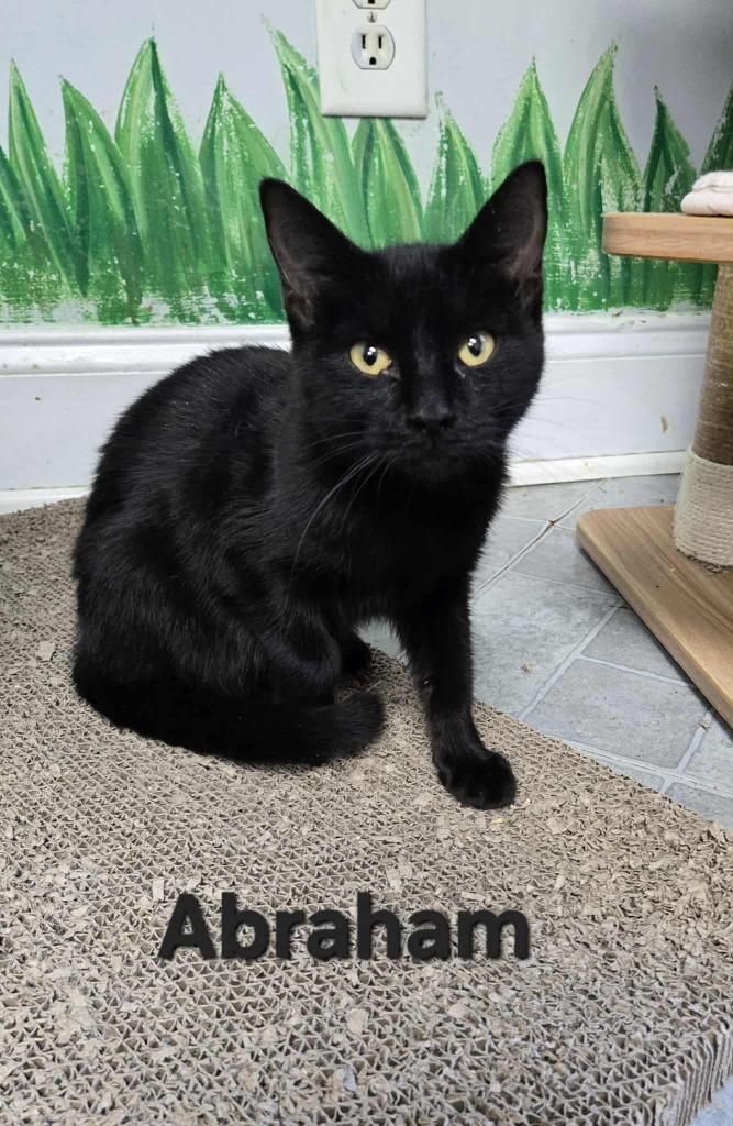 Abraham, Adoptable, Young Male Domestic Short Hair.