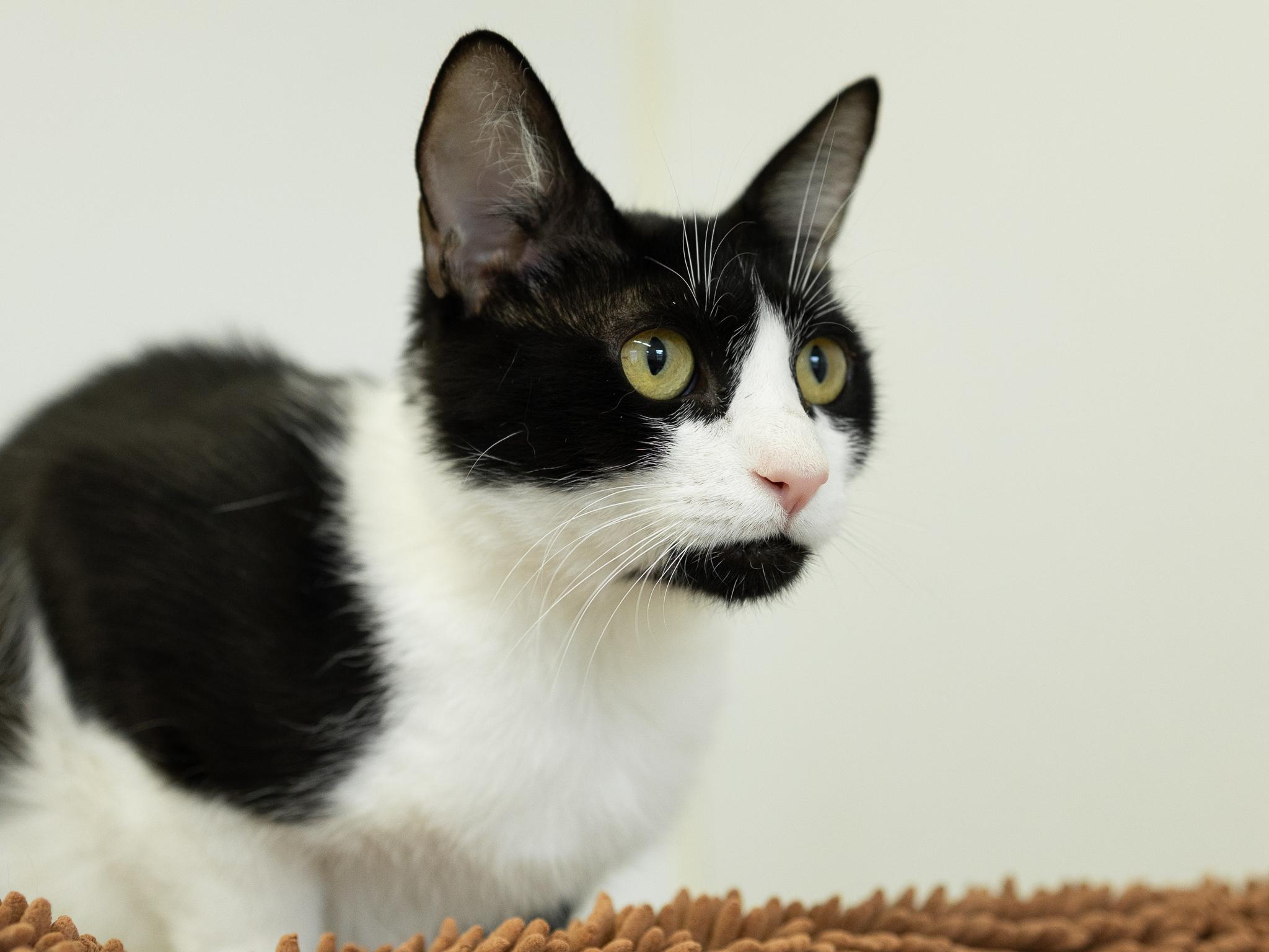 Columbia, Adoptable, Young Female Tuxedo & Domestic Short Hair.