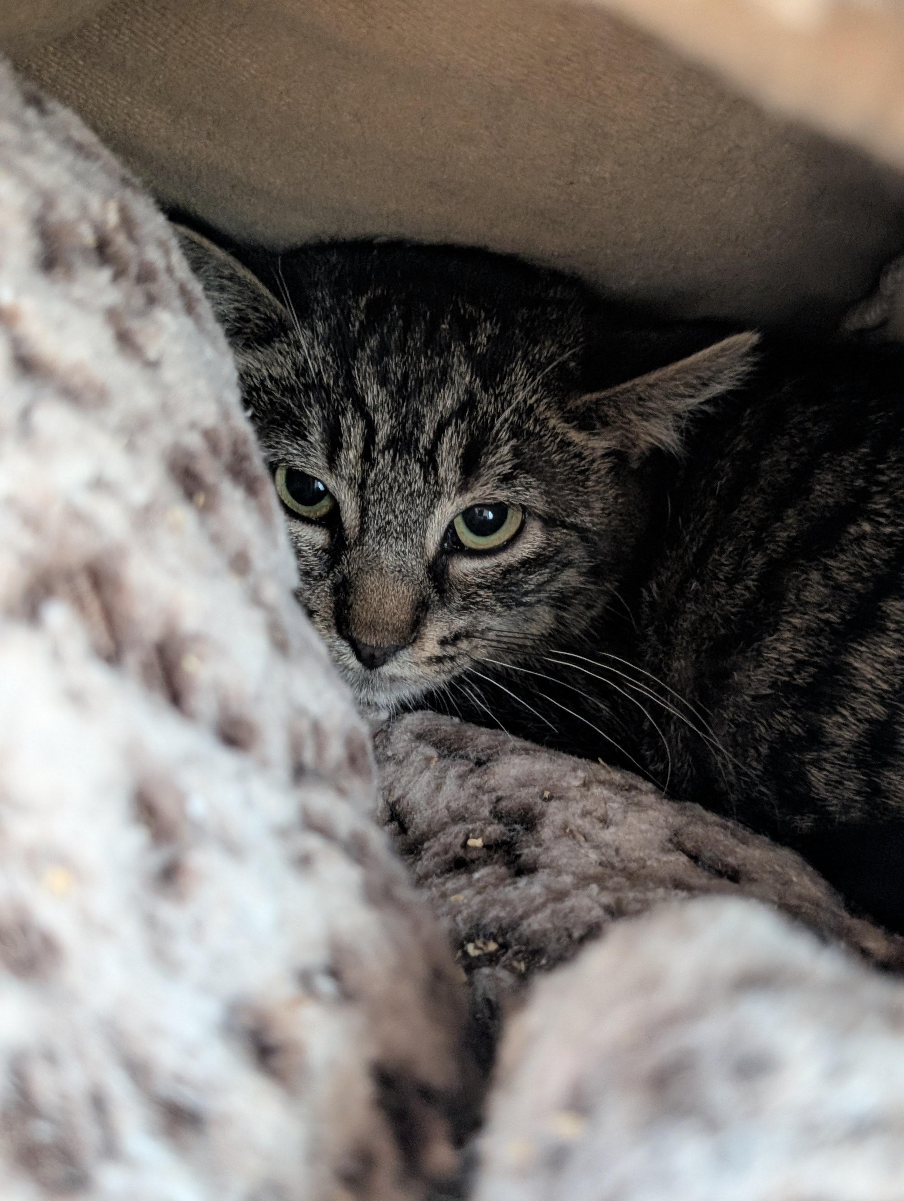 Enlarge Czech- infoster, an adoptable Domestic Short Hair in Cedar Rapids, IA image 1/1