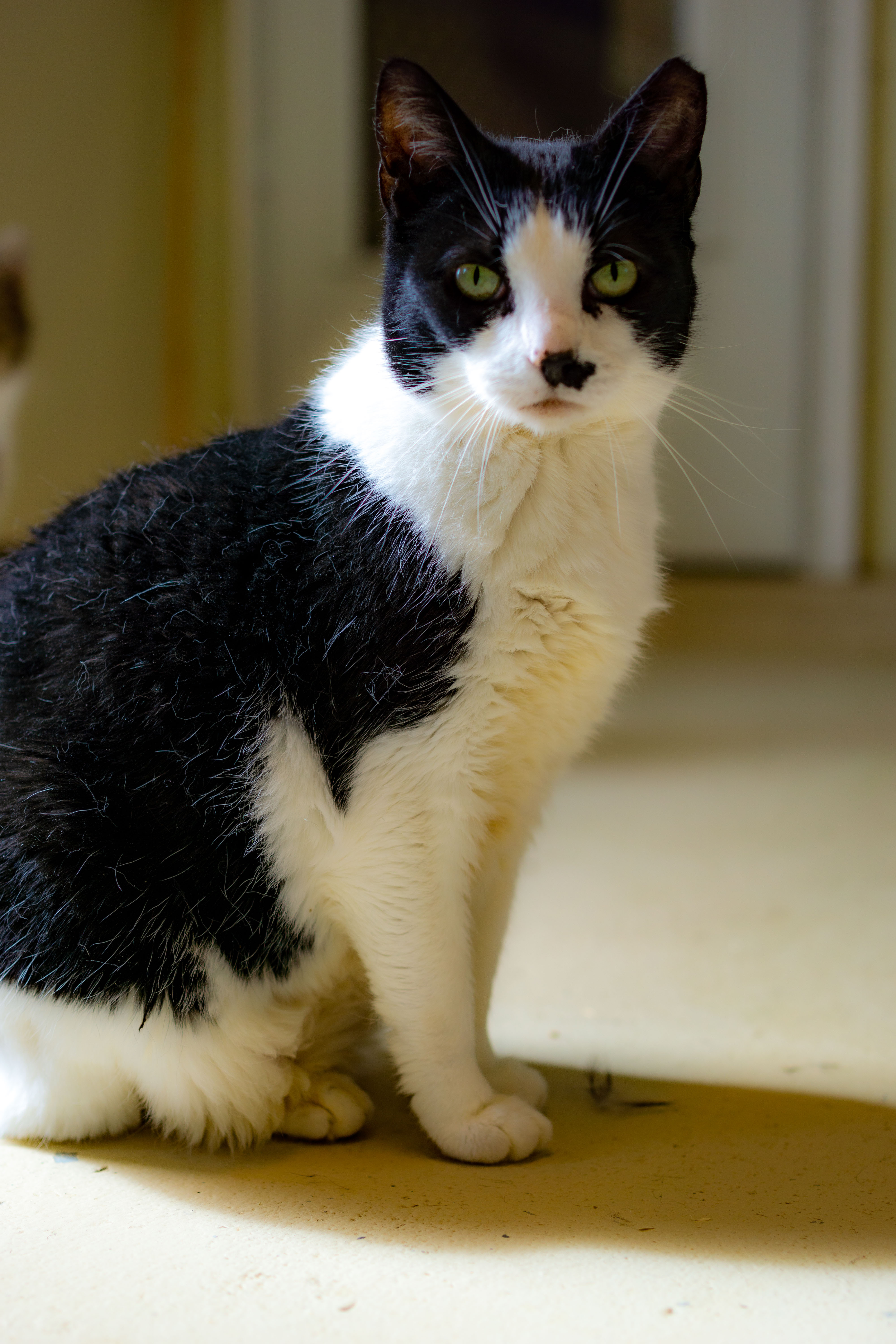Enlarge Max, a Adoptable Domestic Short Hair in Cape May Court House, NJ image 1/2