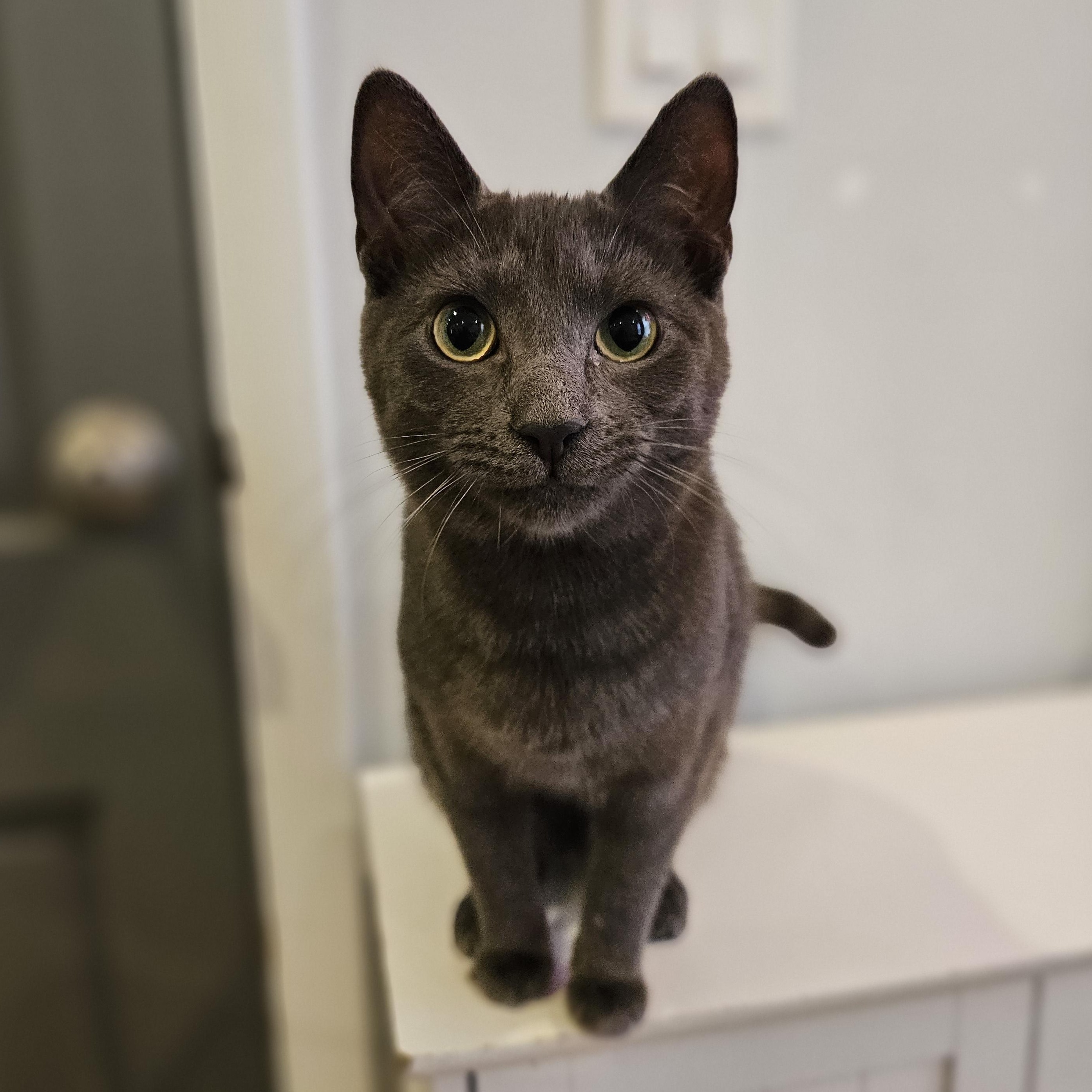 Enlarge Sassy, a ADOPTABLE Domestic Short Hair in Philadelphia, PA image 4/5