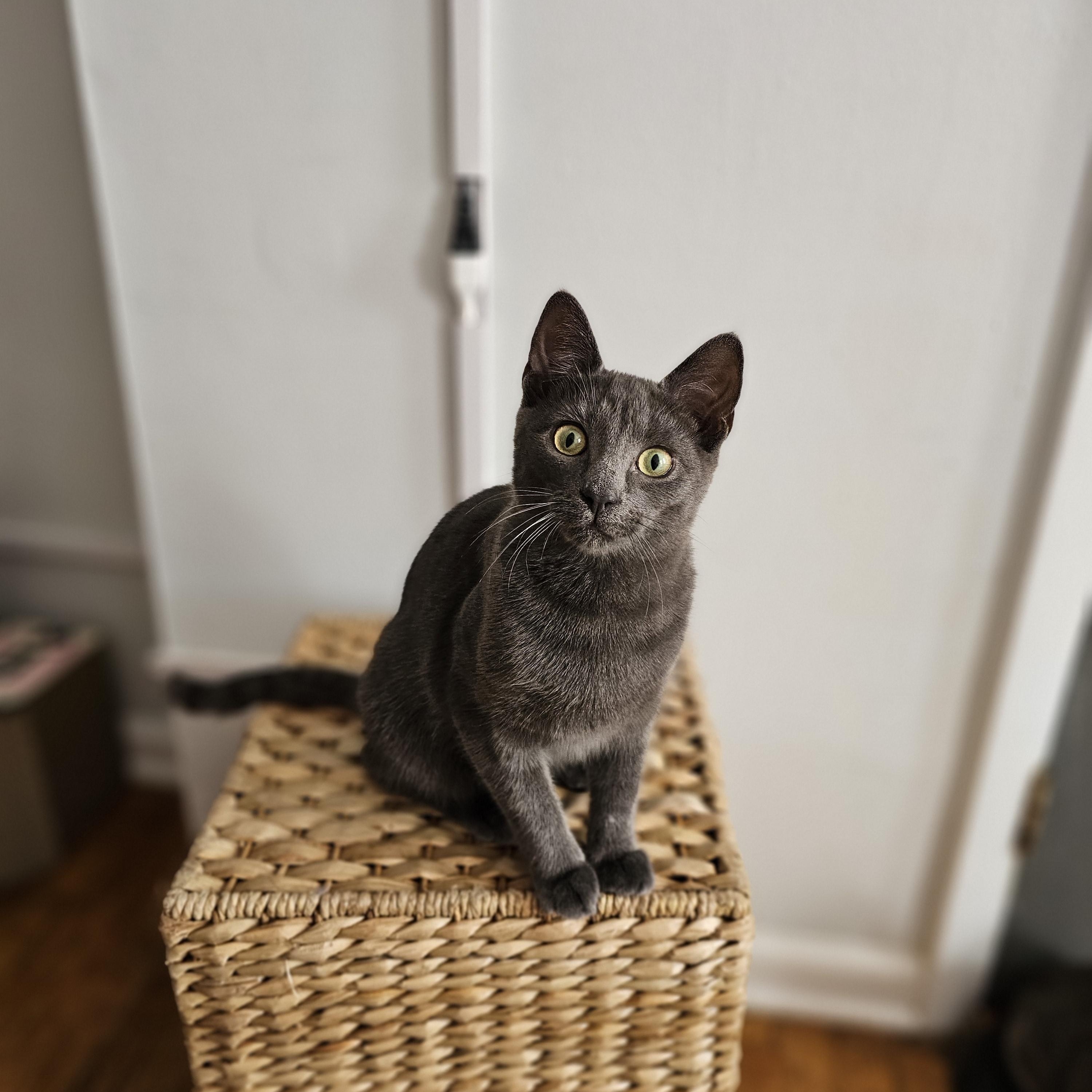 Enlarge Sassy, a ADOPTABLE Domestic Short Hair in Philadelphia, PA image 1/3