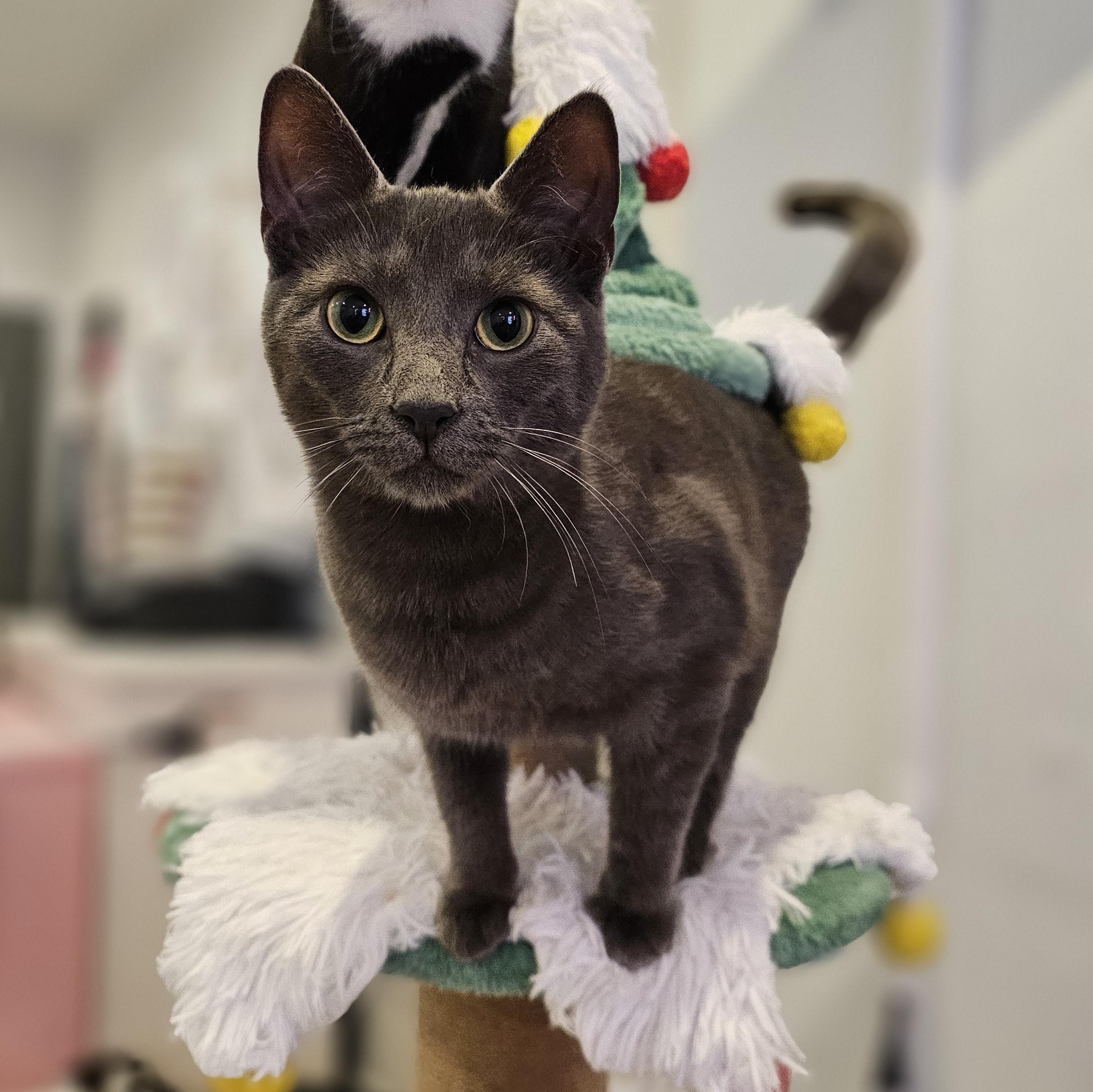 Enlarge Sassy, a ADOPTABLE Domestic Short Hair in Philadelphia, PA image 3/5
