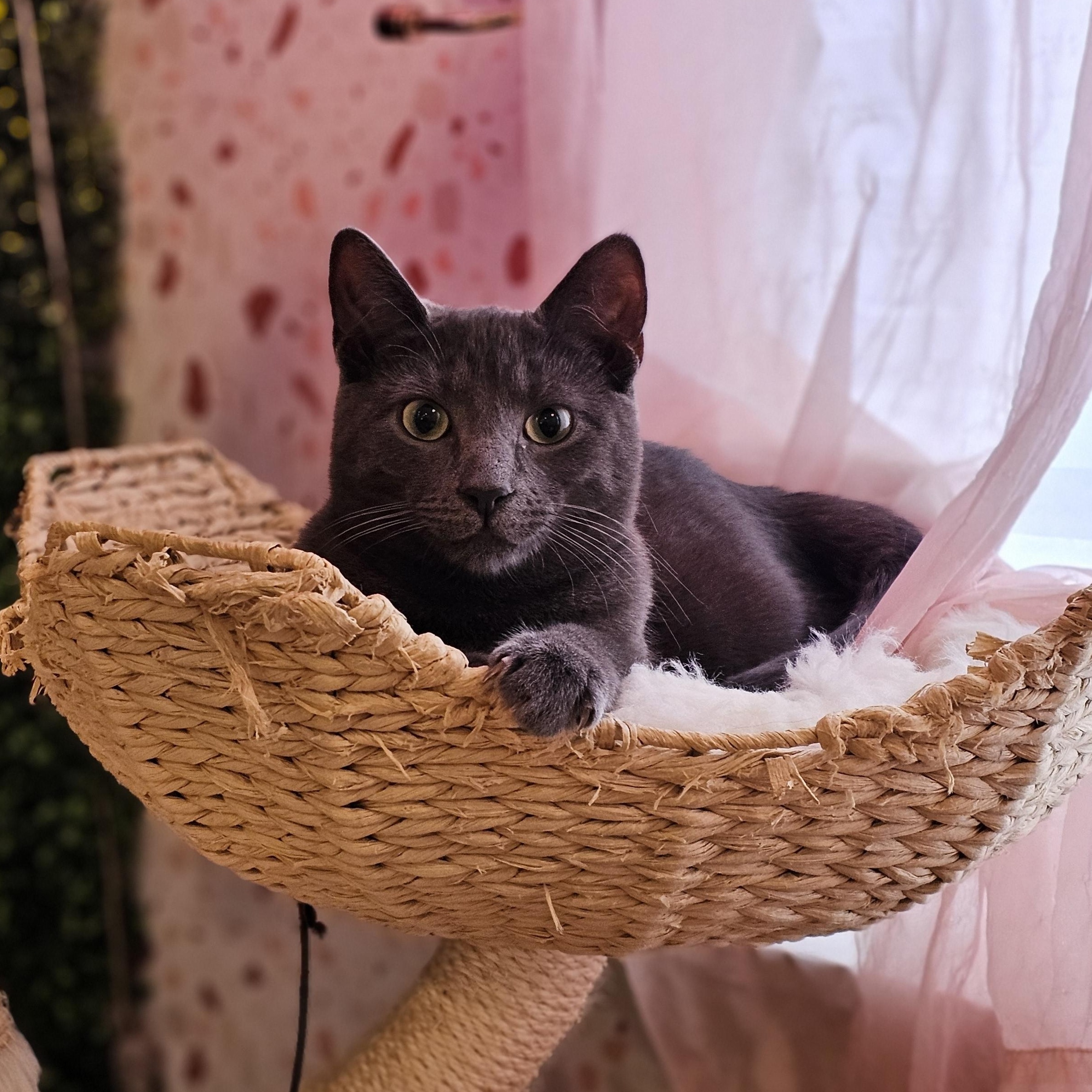 Sassy, ADOPTABLE, Kitten Female Domestic Short Hair.