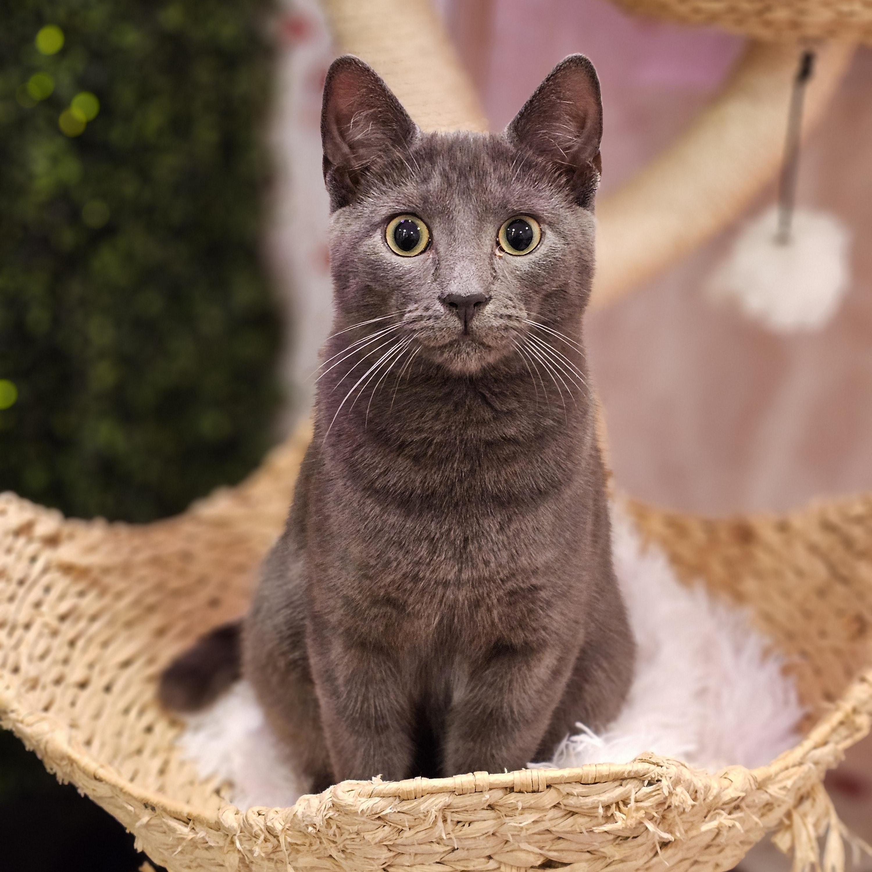 Enlarge Sassy, a ADOPTABLE Domestic Short Hair in Philadelphia, PA image 2/3