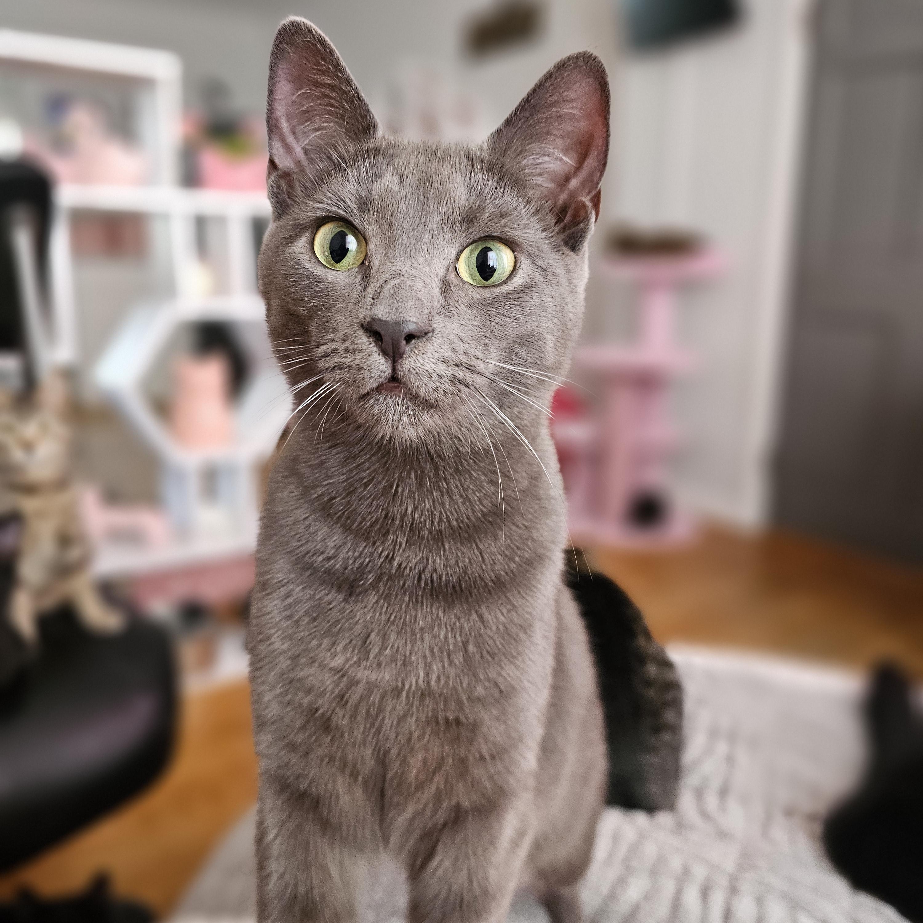 Sassy, a ADOPTABLE Domestic Short Hair in Philadelphia, PA image 1/6