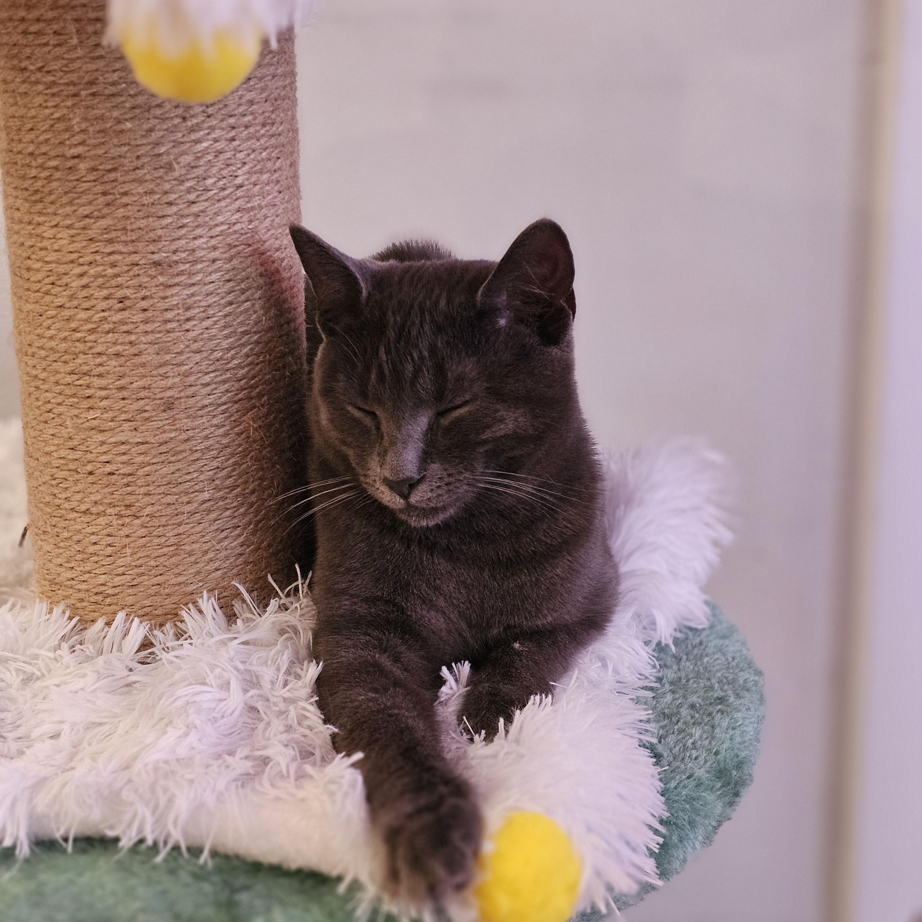 Enlarge Sassy, a ADOPTABLE Domestic Short Hair in Philadelphia, PA image 3/3