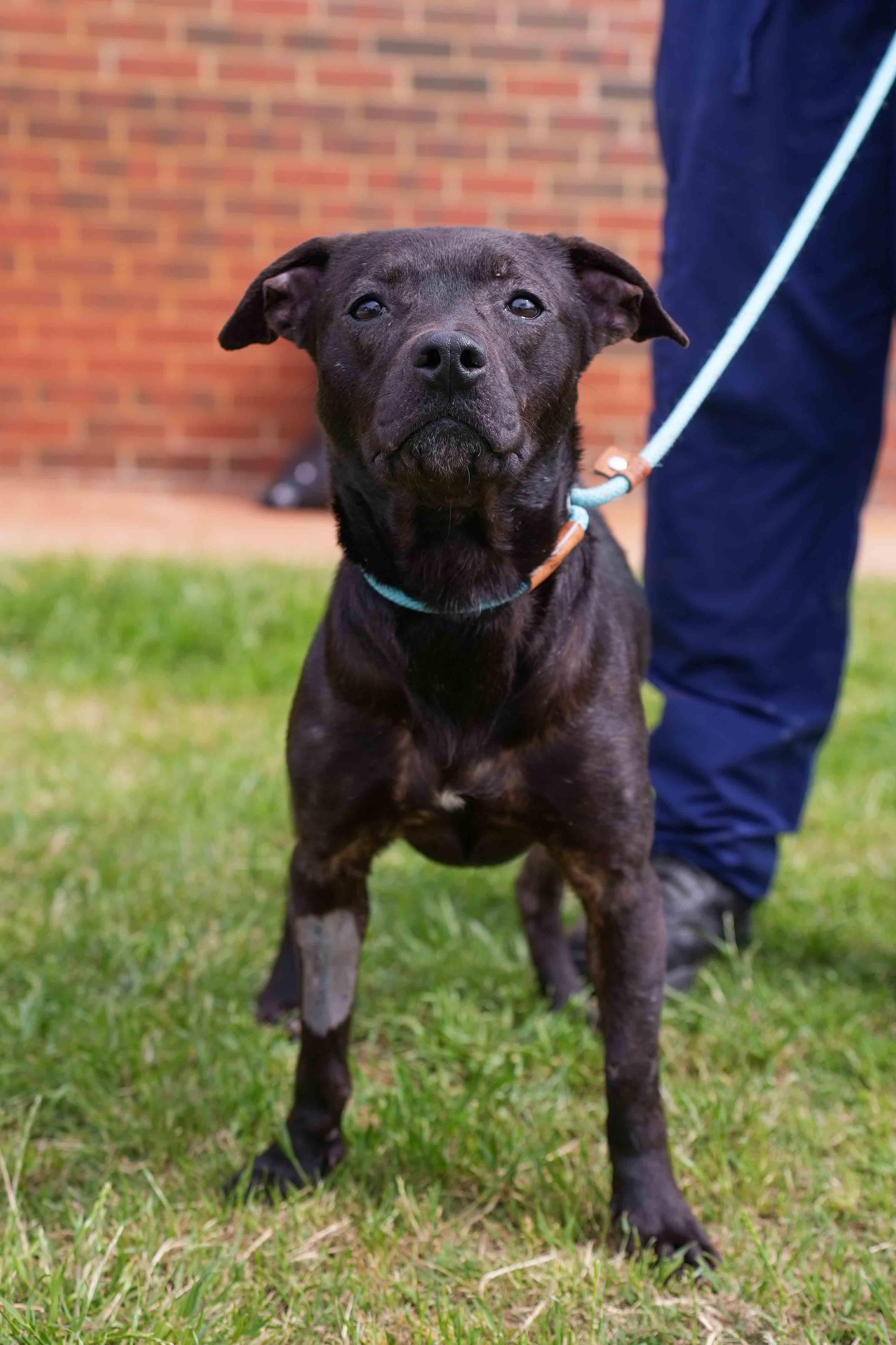 Enlarge Winnifred, a ADOPTABLE Pit Bull Terrier in Stillwater, OK image 2/2