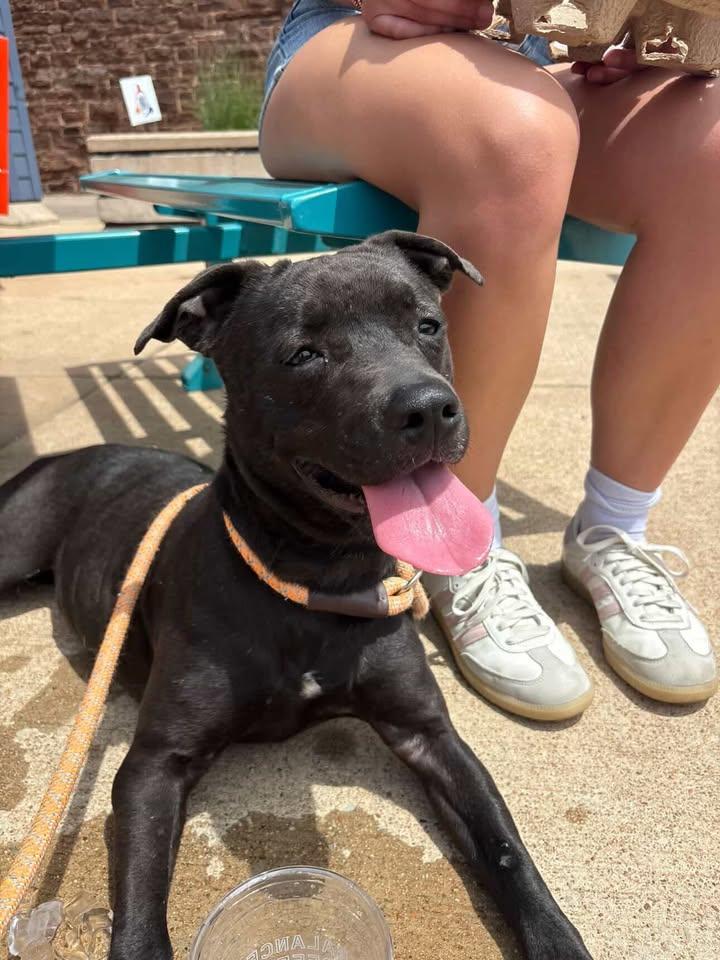 Winnifred, ADOPTABLE, Adult Female Pit Bull Terrier.