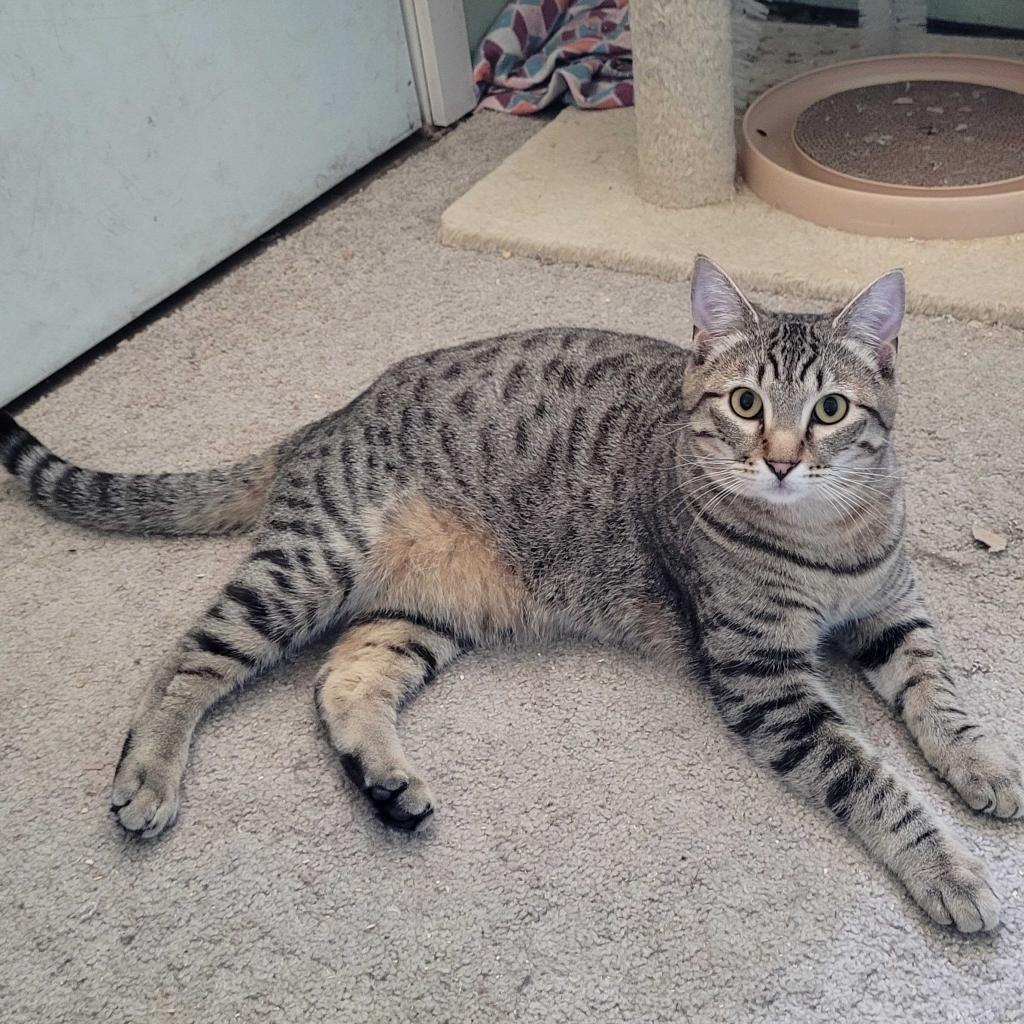 Ed, Adoptable, Adult Male Domestic Short Hair & Mixed Breed.