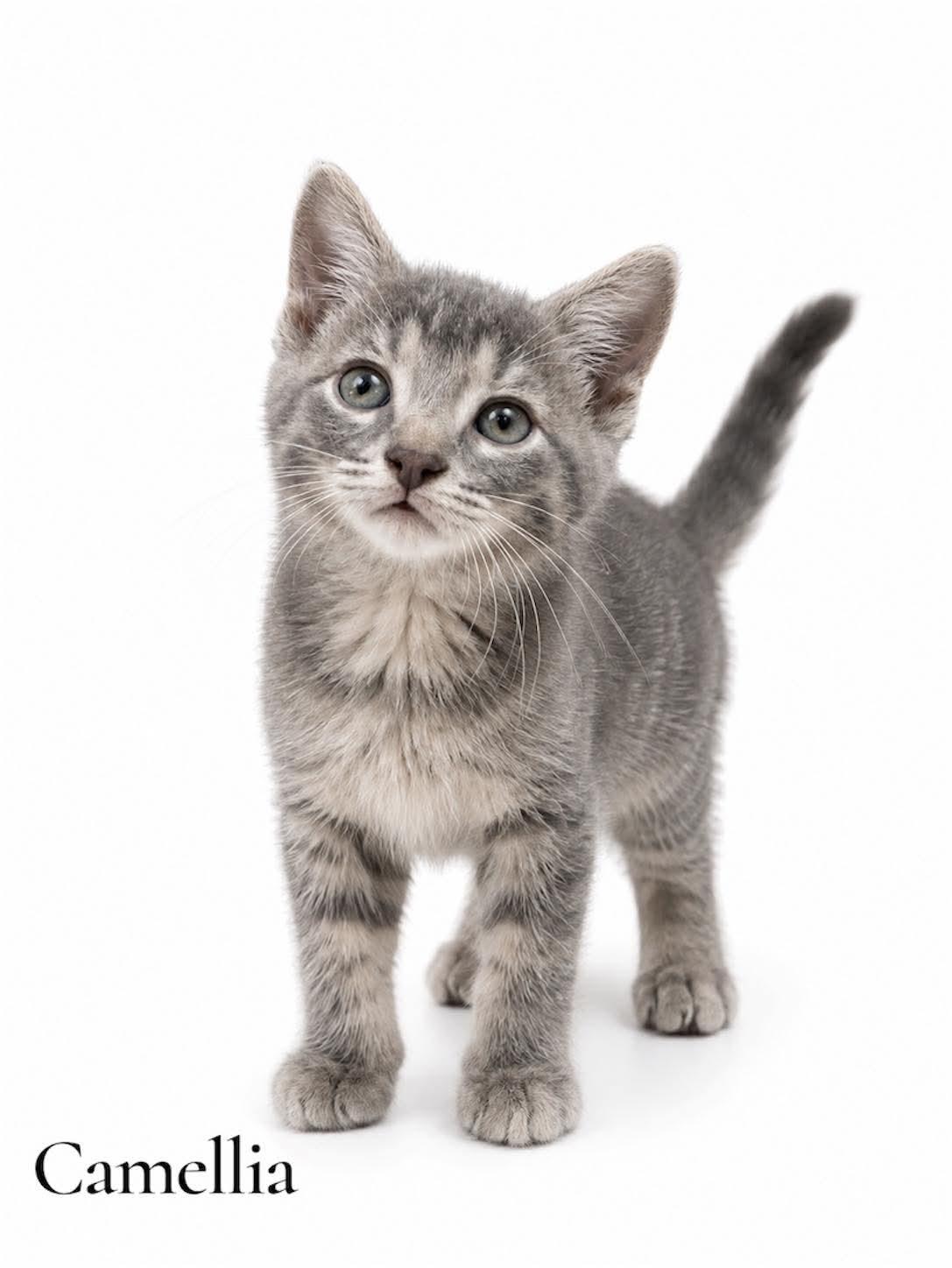 Camellia, Adoptable, Kitten Female Domestic Short Hair.