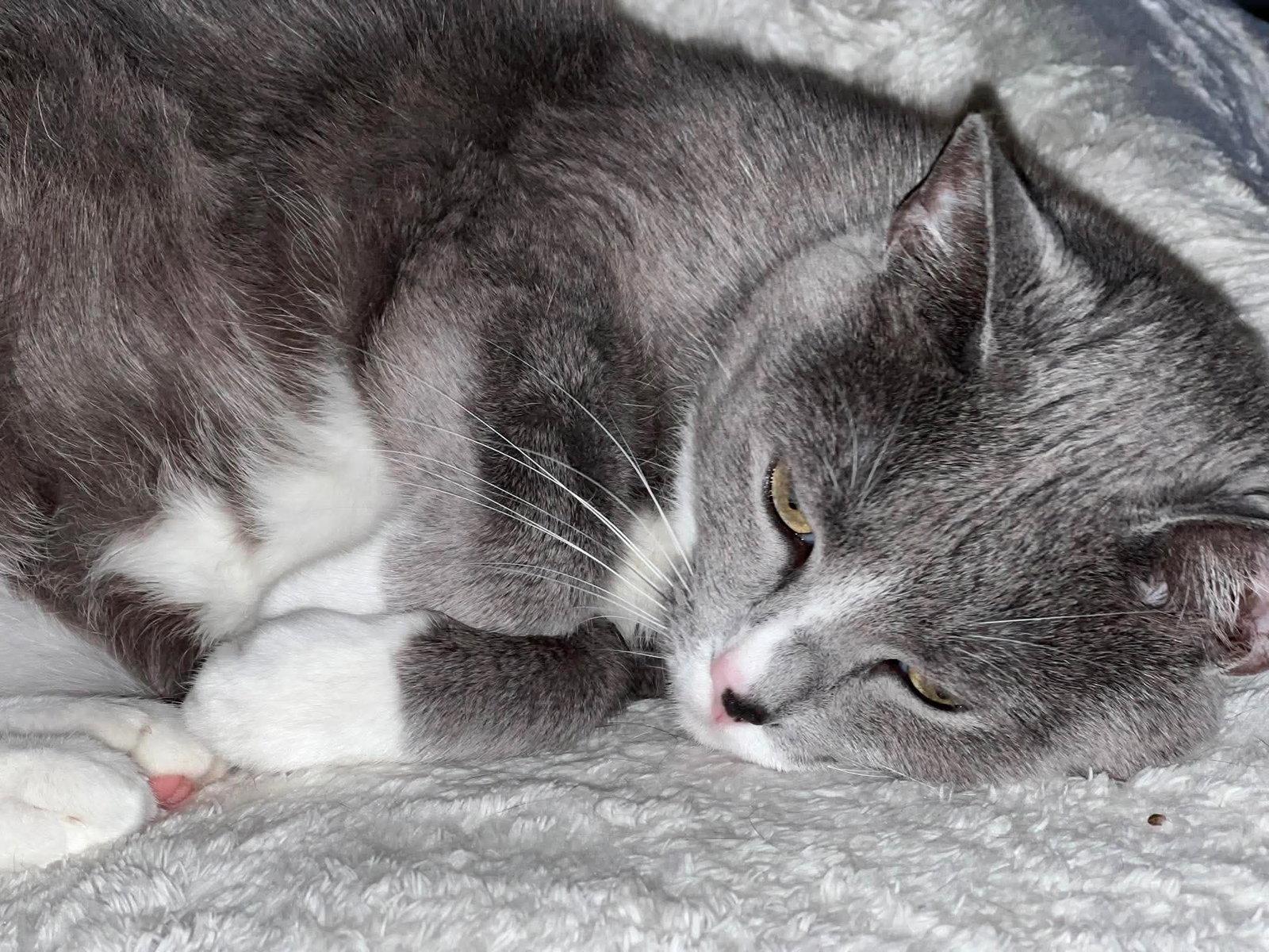 Mulan, Adoptable, Adult Male Russian Blue & Tuxedo.