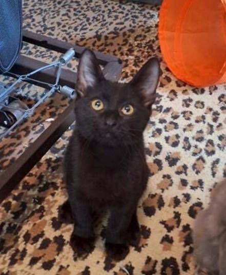 Justin, Adopted, Kitten Male Domestic Short Hair.