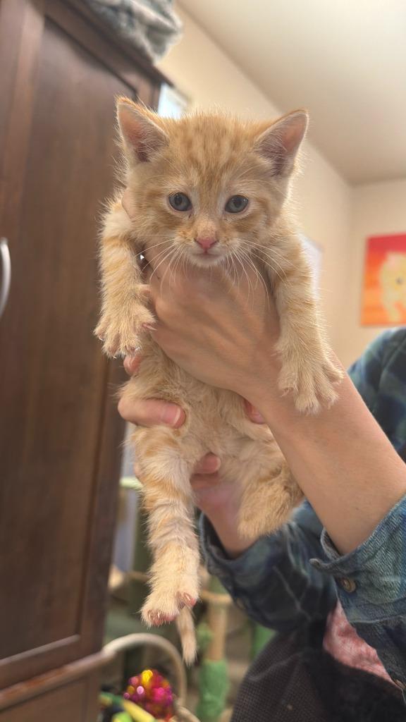 Enlarge Cornbread, a Adoptable mixed breed in La Verkin, UT image 1/1