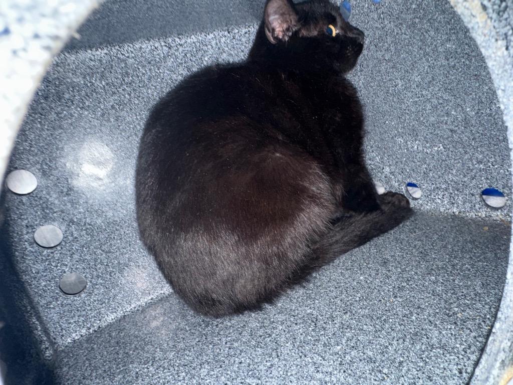 Simon in foster, Adoptable, Young Male Domestic Short Hair.