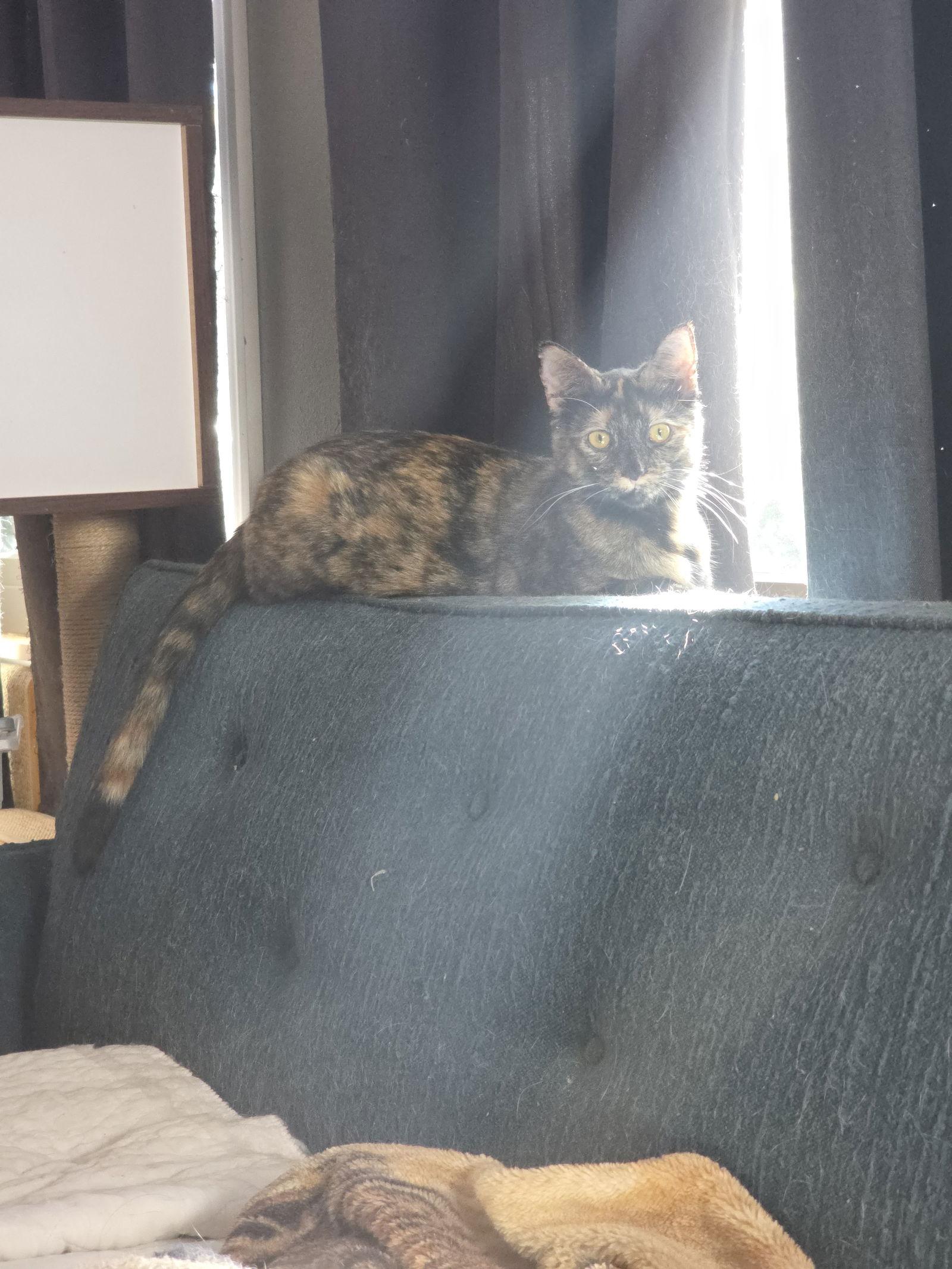 Enlarge Serena (6562), a Adoptable Tortoiseshell in Wesley Chapel, FL image 1/3