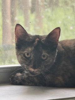 Serena (6562), Adoptable, Kitten Female Tortoiseshell.
